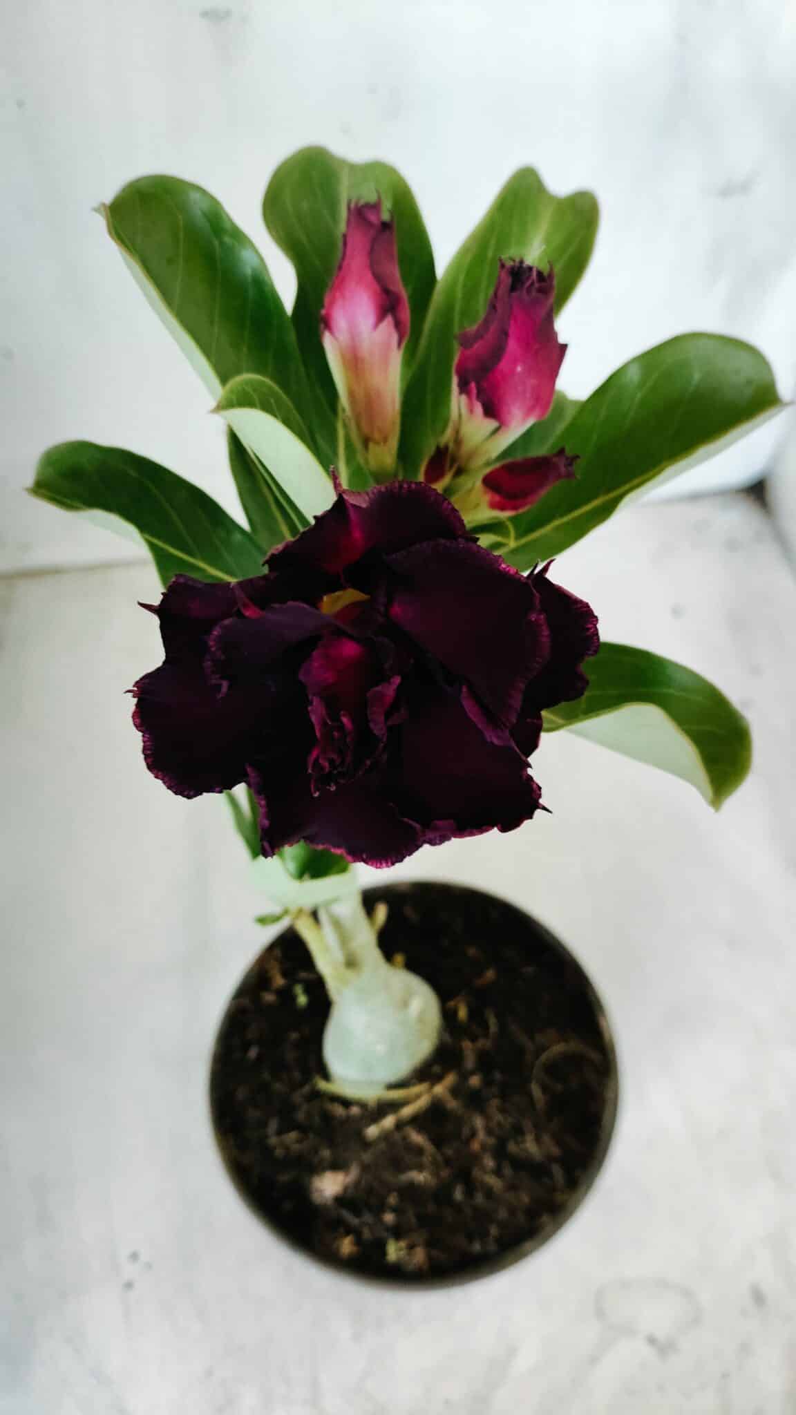 Planta Dobrada 2781 – 30cm – 02 anos - foto 4