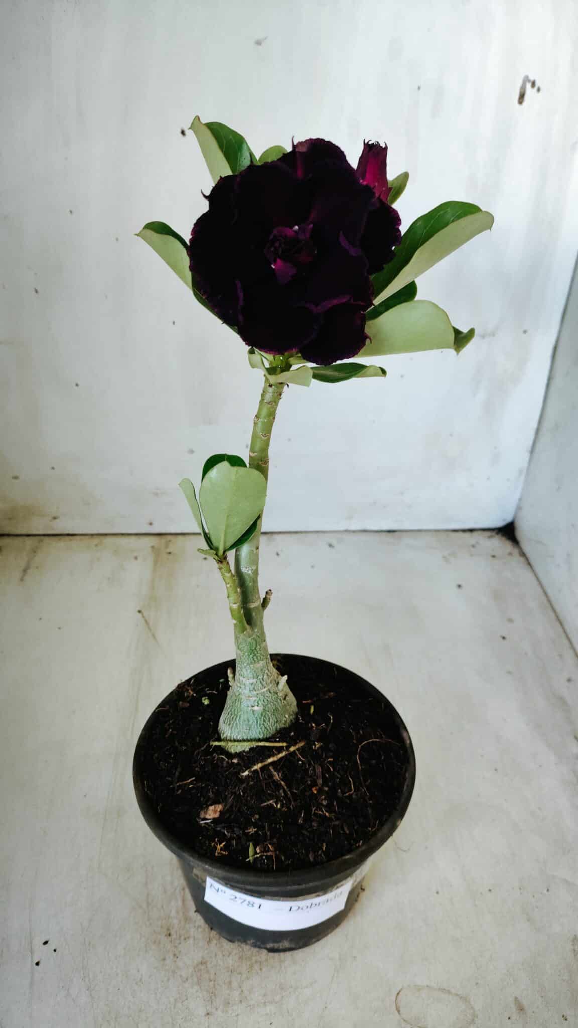 Planta Dobrada 2781 – 30cm – 02 anos - foto 6