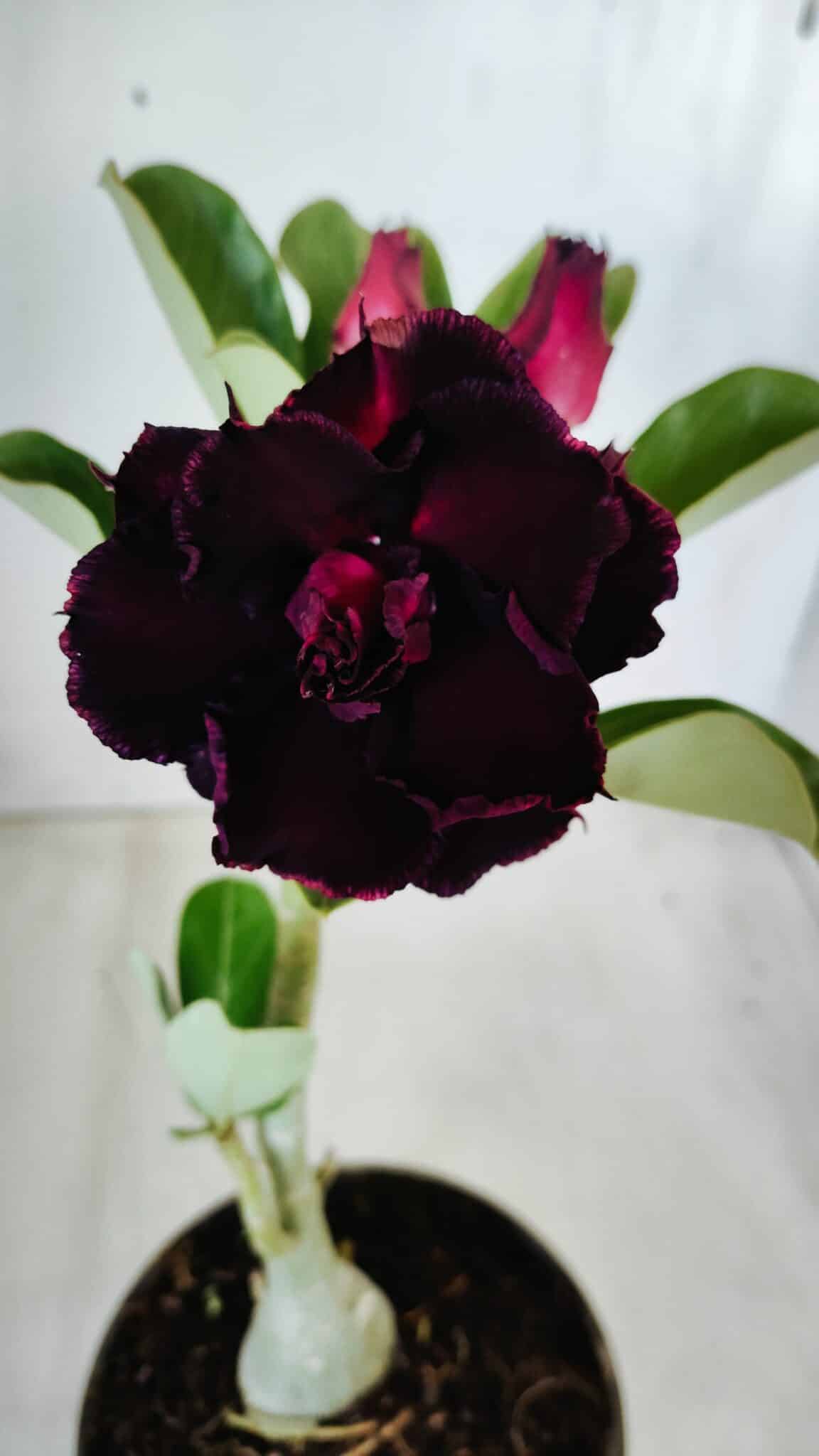 Planta Dobrada 2781 – 30cm – 02 anos - foto 3