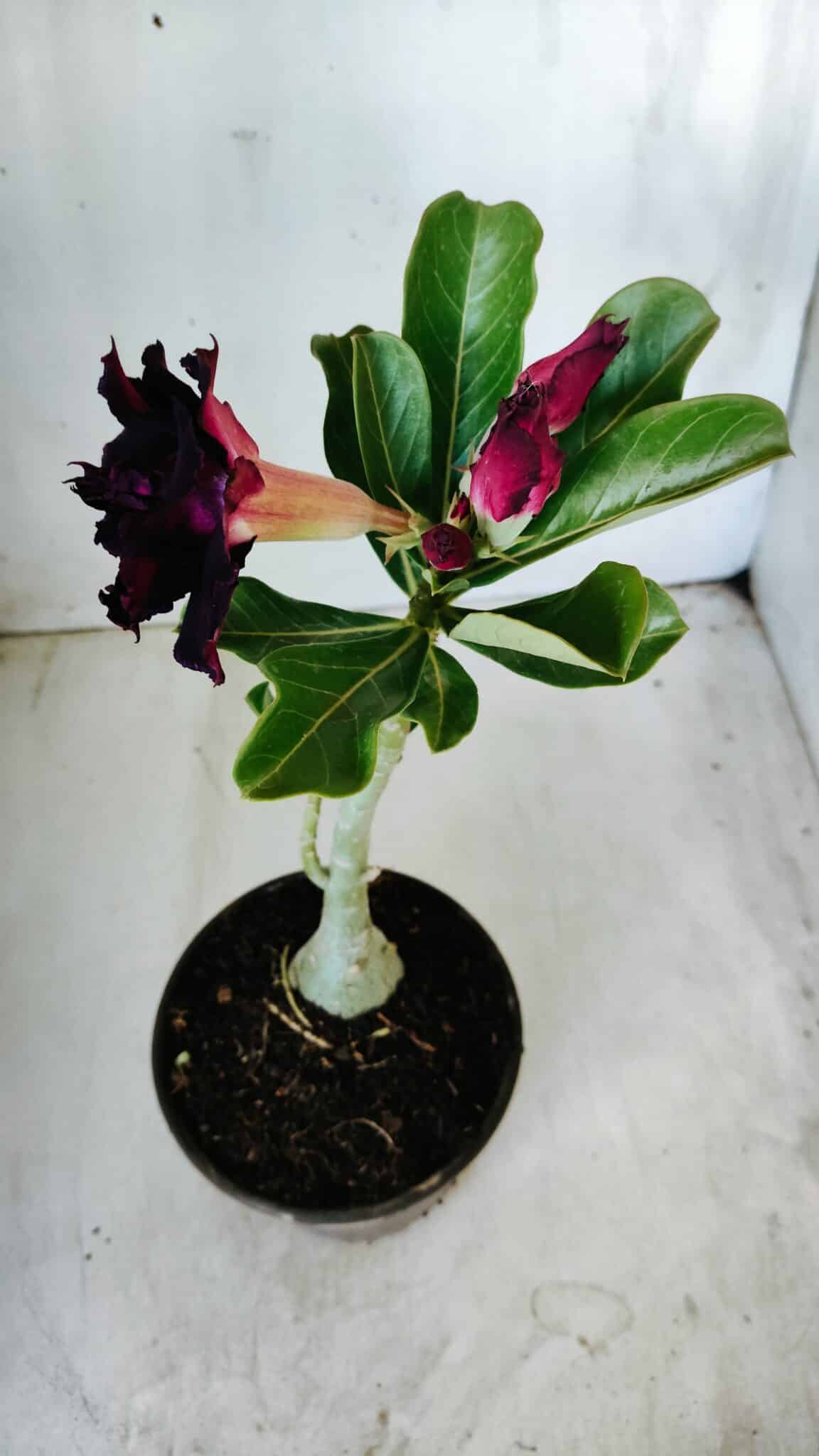 Planta Dobrada 2781 – 30cm – 02 anos - foto 5