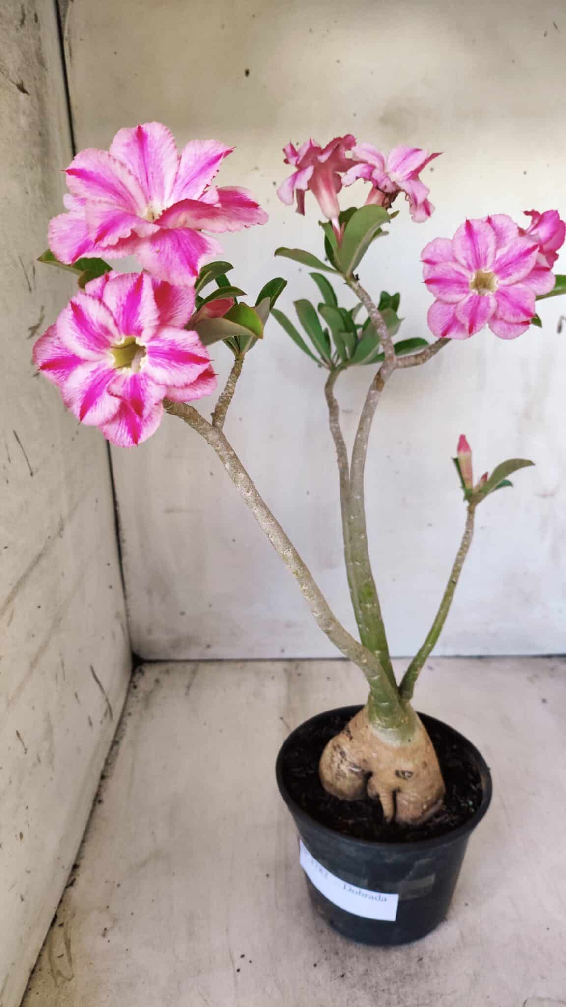 Planta Dobrada 2782 – 40cm – 03 anos