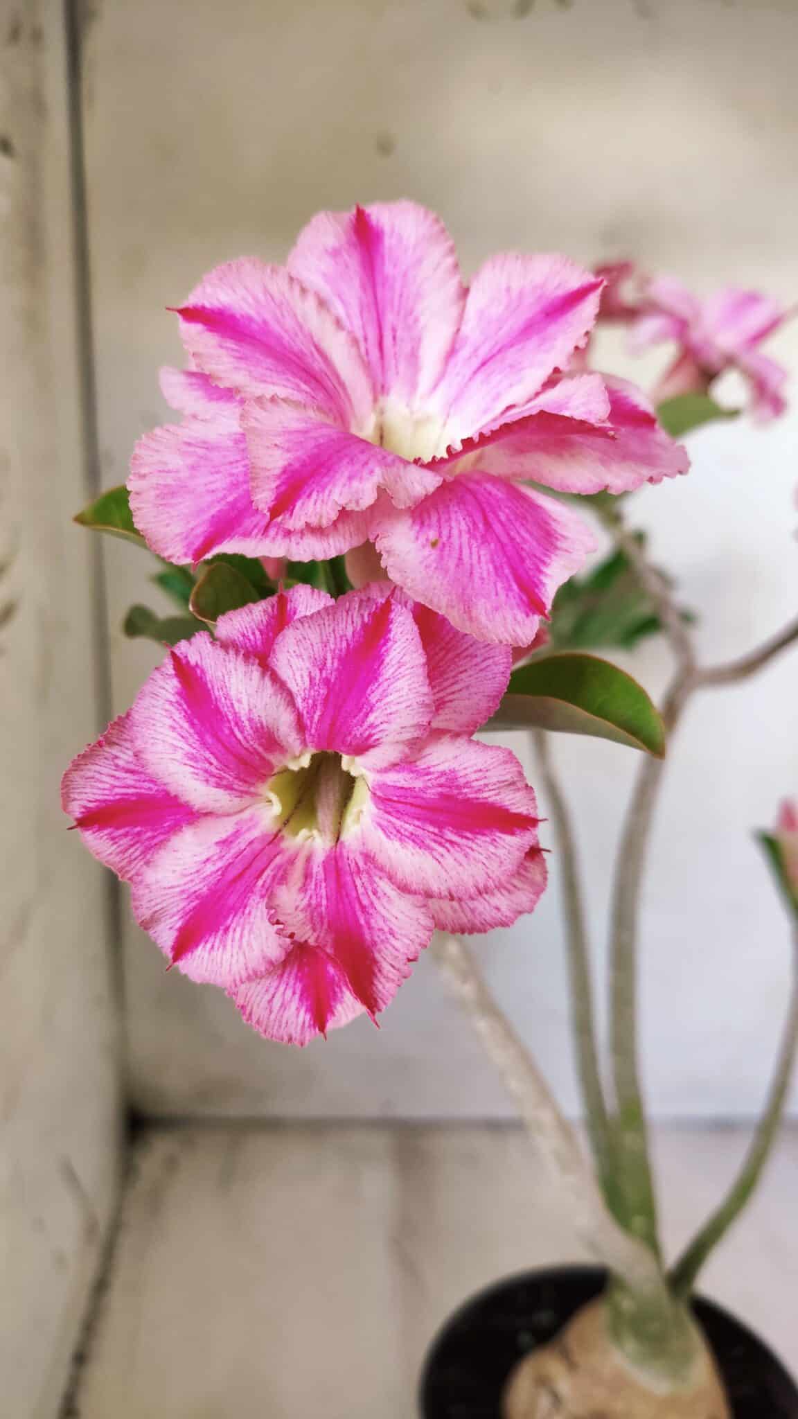 Planta Dobrada 2782 – 40cm – 03 anos