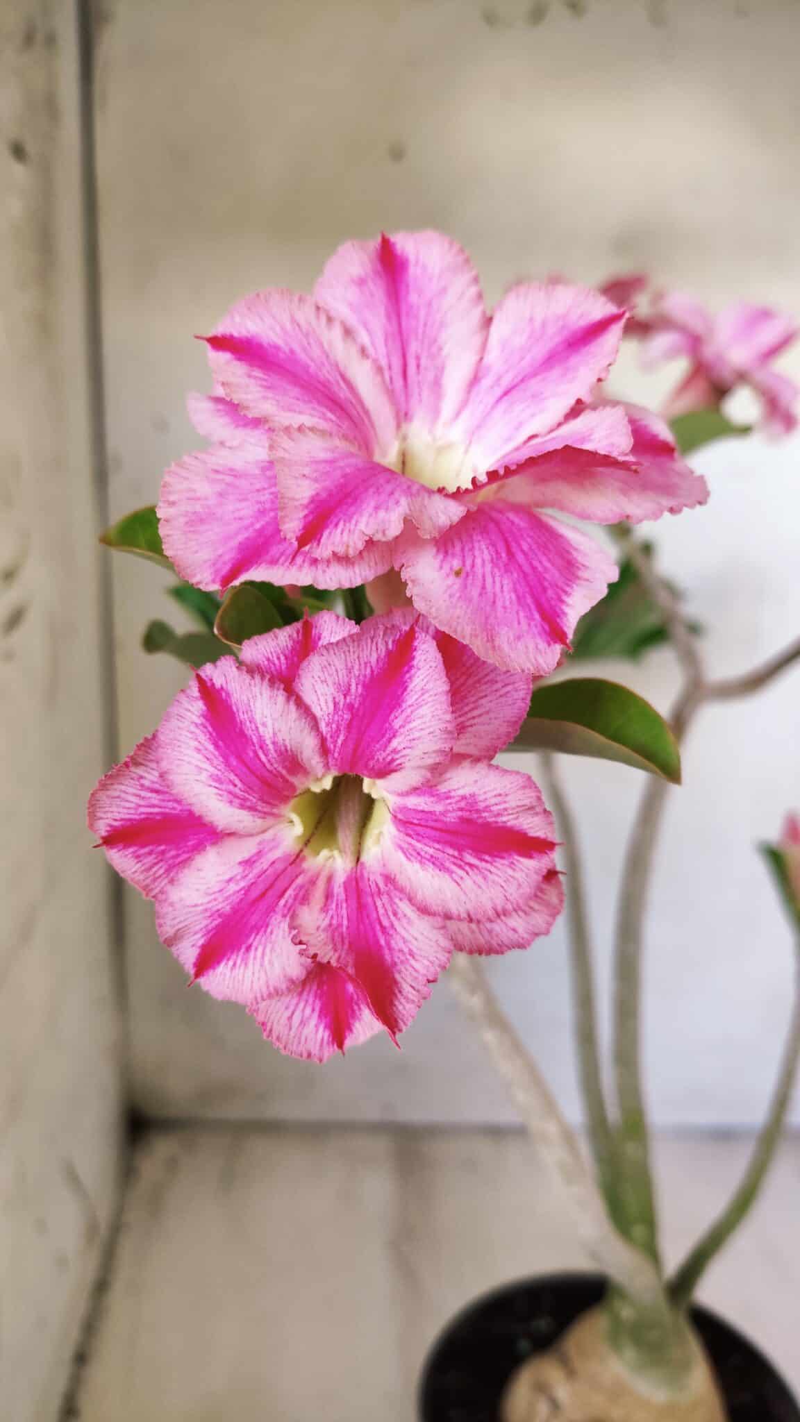 Planta Dobrada 2782 – 40cm – 03 anos