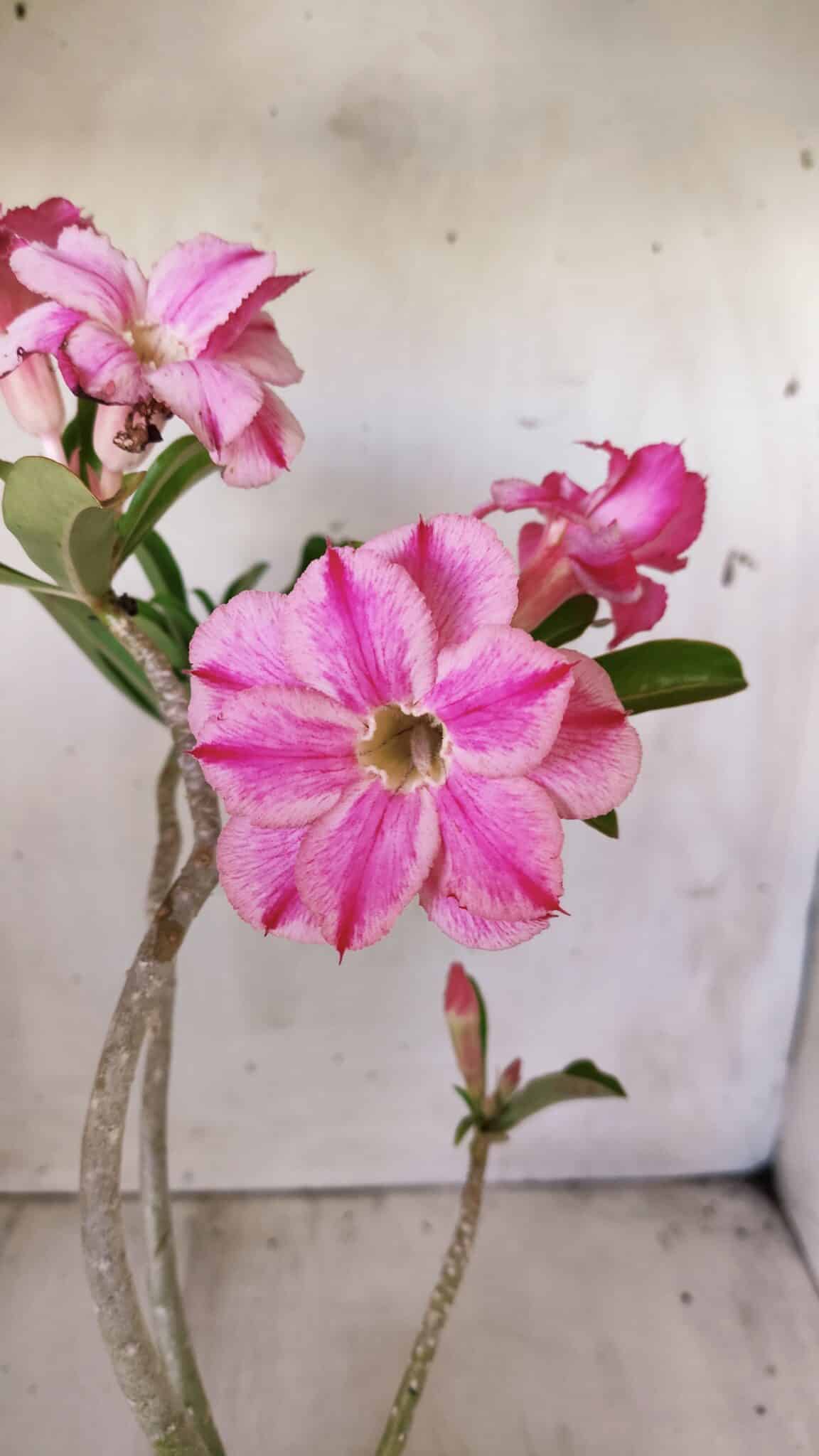 Planta Dobrada 2782 – 40cm – 03 anos