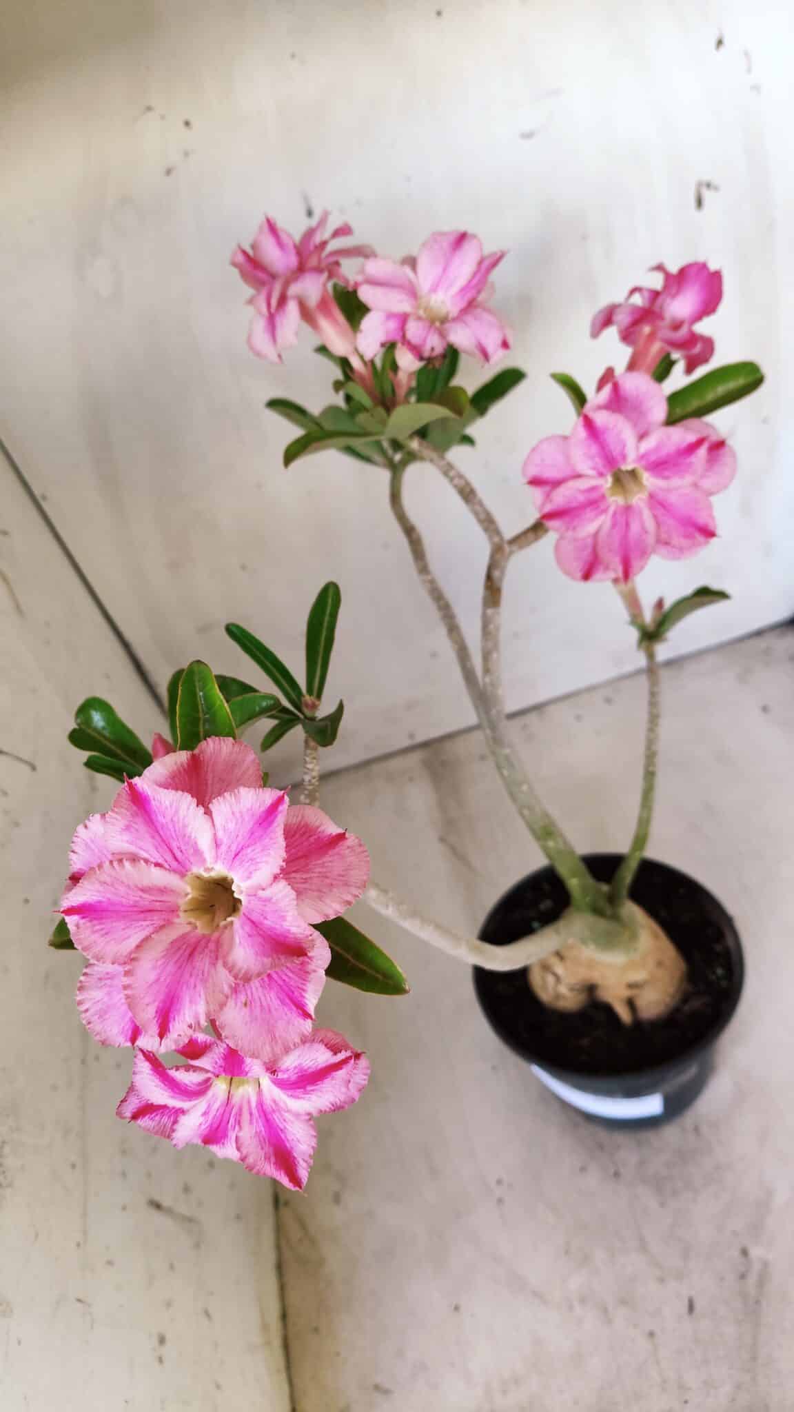 Planta Dobrada 2782 – 40cm – 03 anos