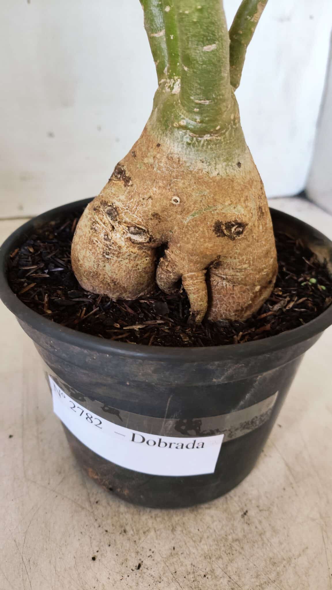 Planta Dobrada 2782 – 40cm – 03 anos