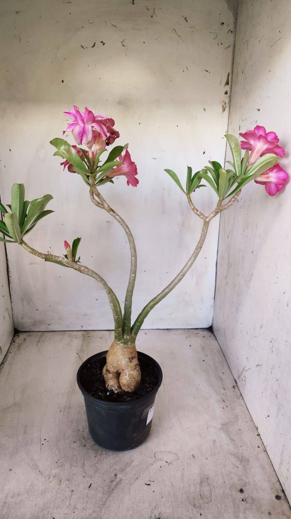 Planta Dobrada 2782 – 40cm – 03 anos