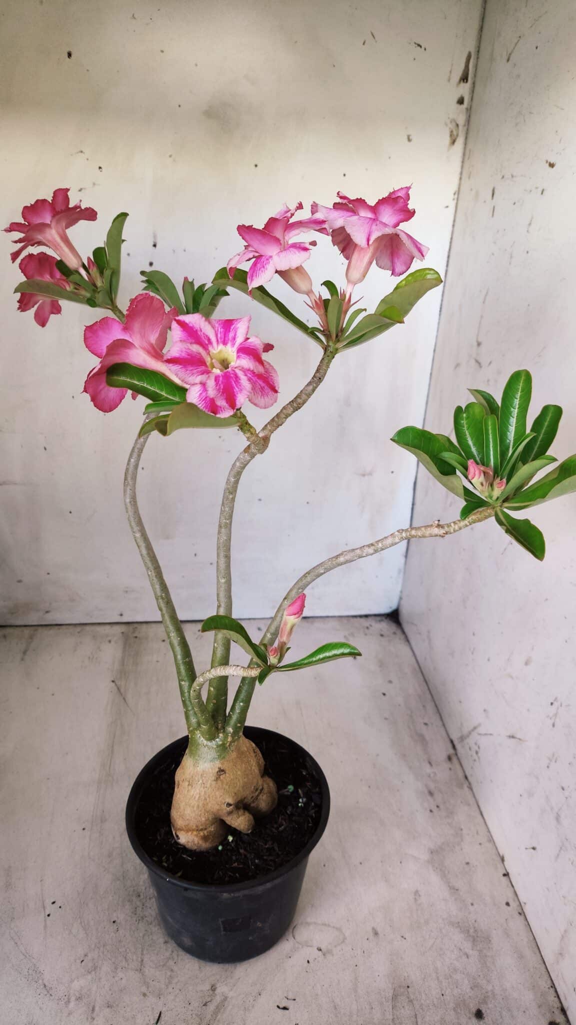 Planta Dobrada 2782 – 40cm – 03 anos