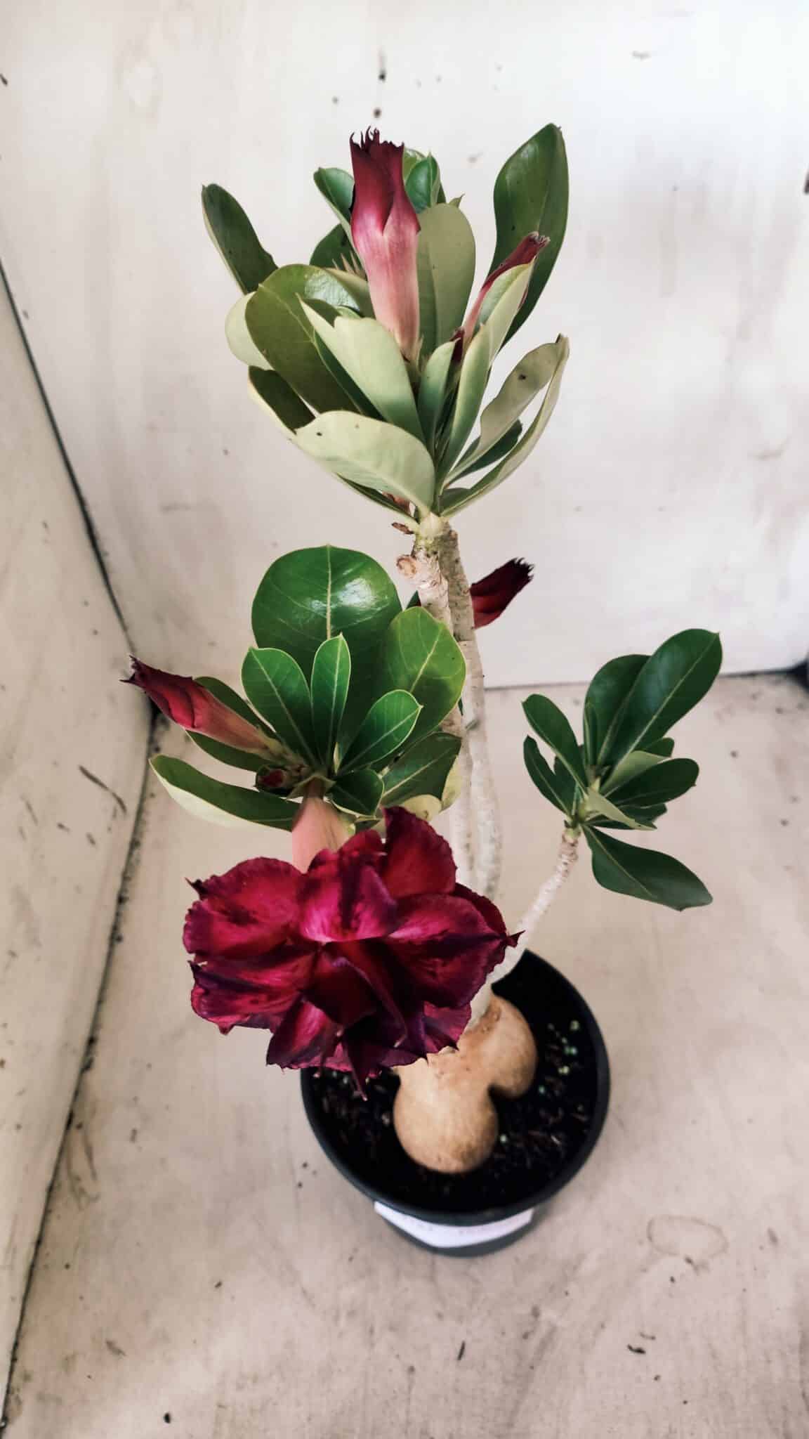 Planta Dobrada 2783 – 40cm – 03 anos