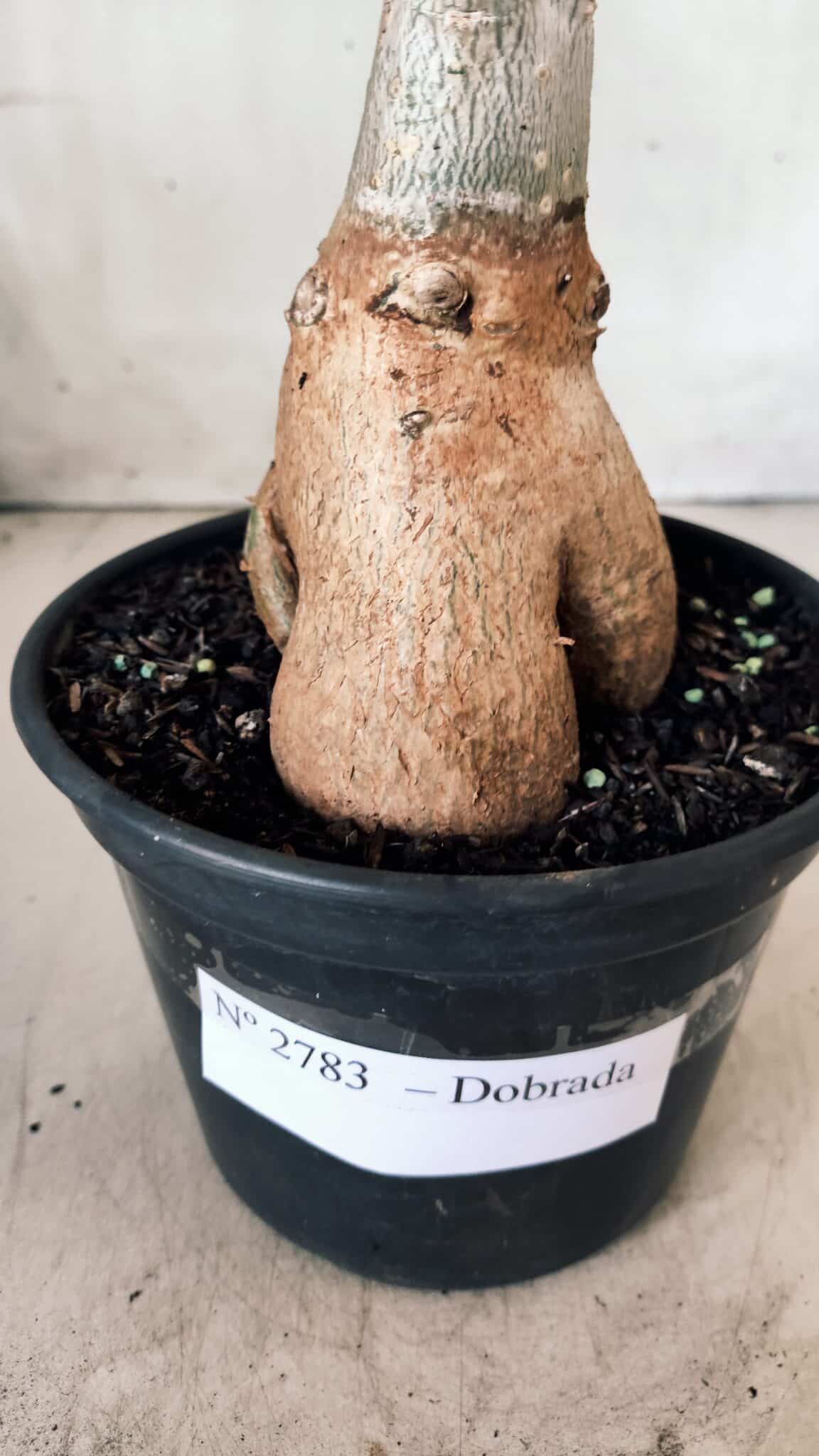 Planta Dobrada 2783 – 40cm – 03 anos
