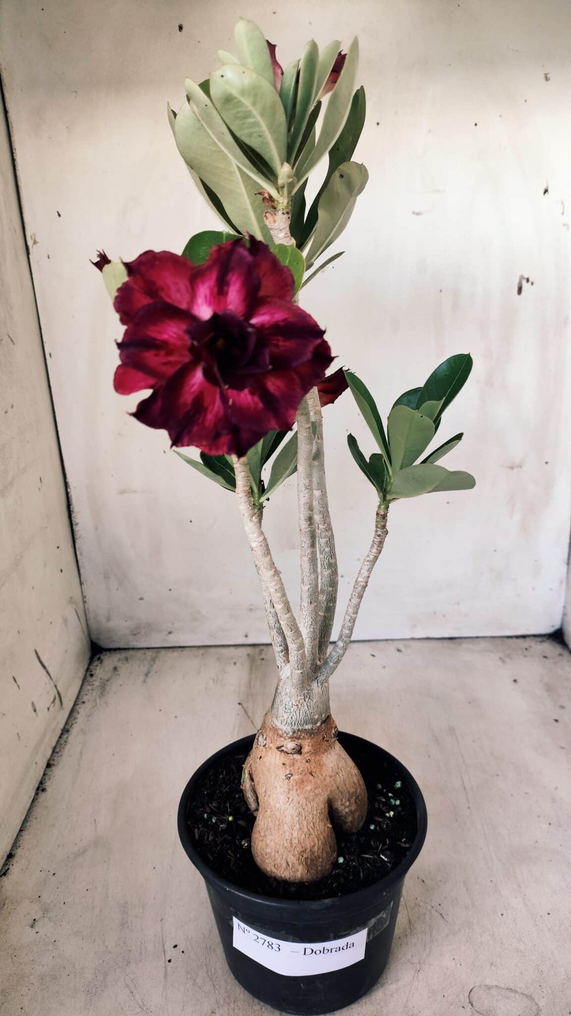 Planta Dobrada 2783 – 40cm – 03 anos