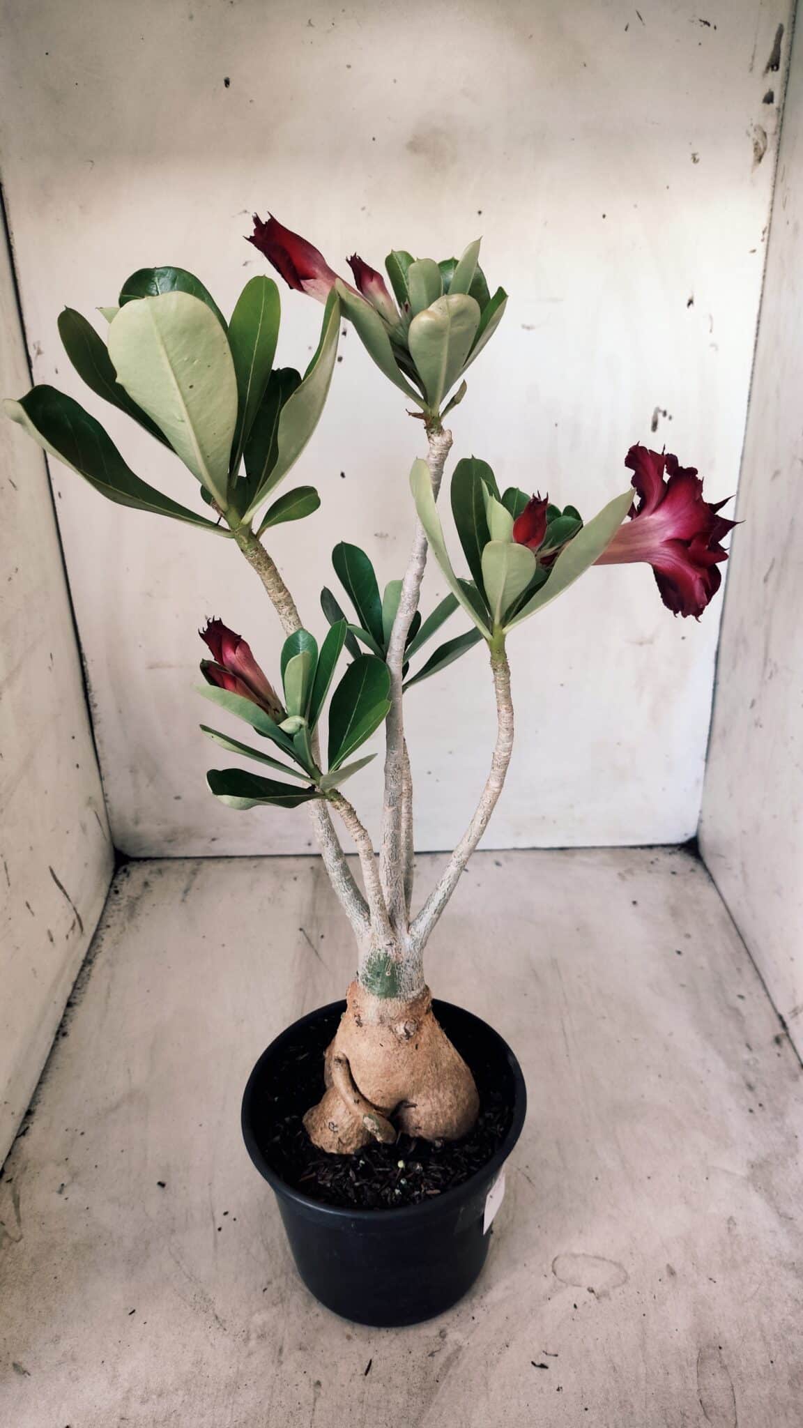 Planta Dobrada 2783 – 40cm – 03 anos