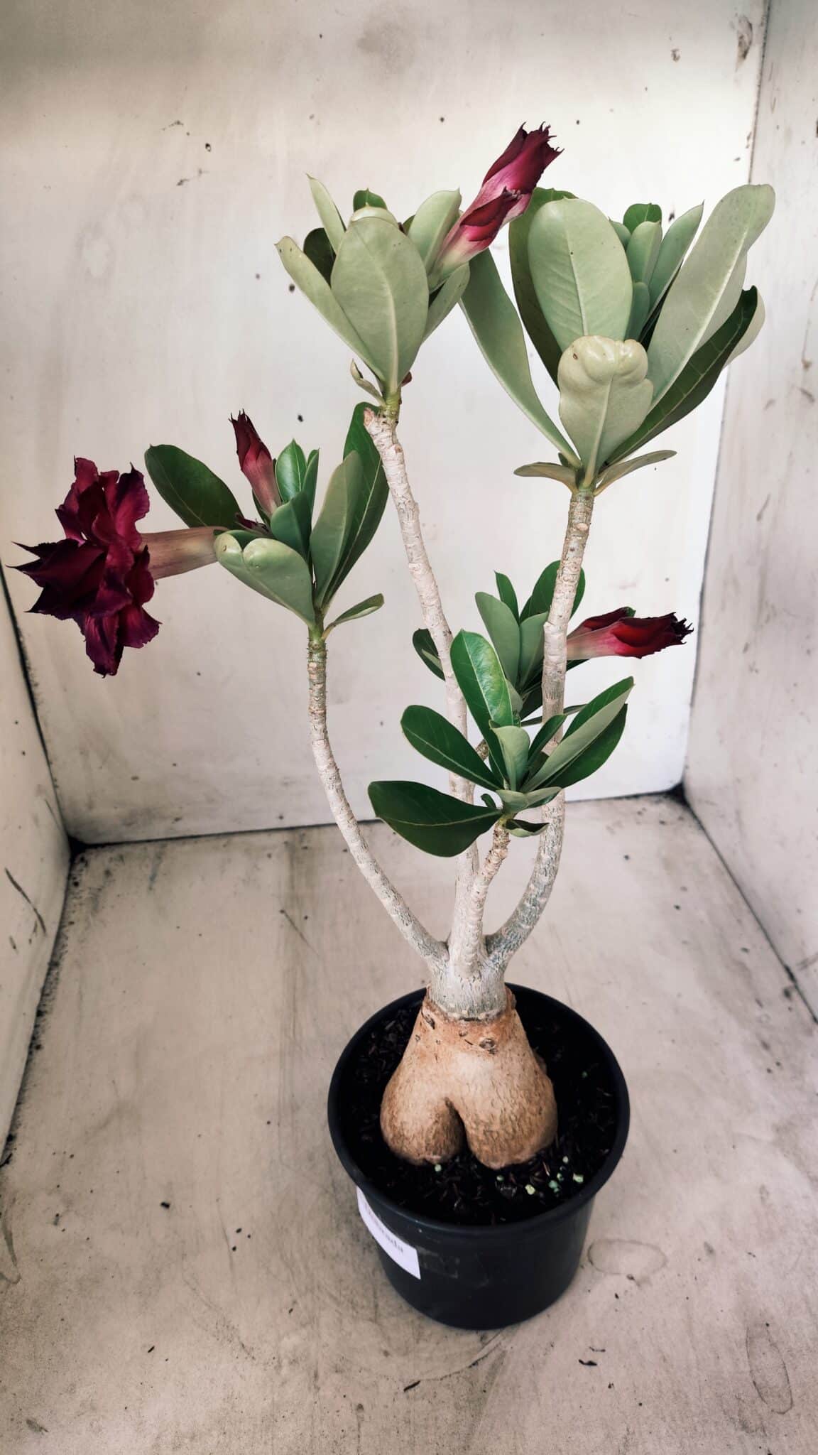Planta Dobrada 2783 – 40cm – 03 anos