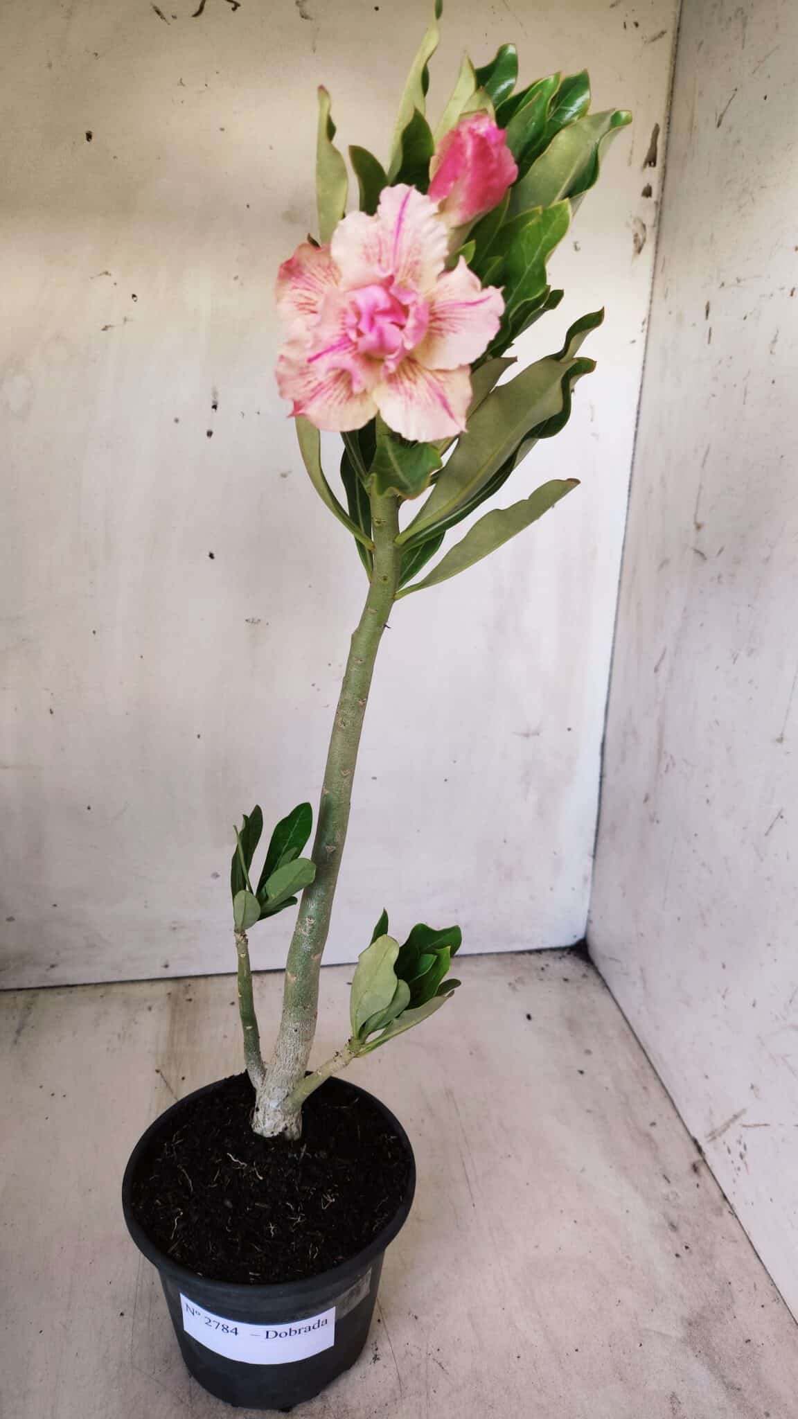 Planta Dobrada 2784 – 30cm – 02 anos