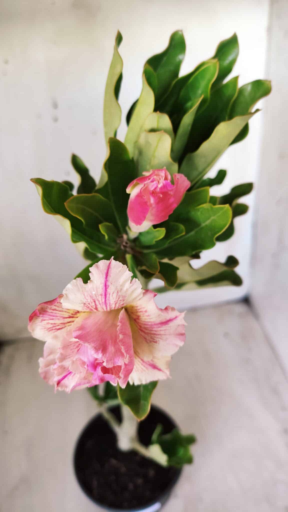 Planta Dobrada 2784 – 30cm – 02 anos
