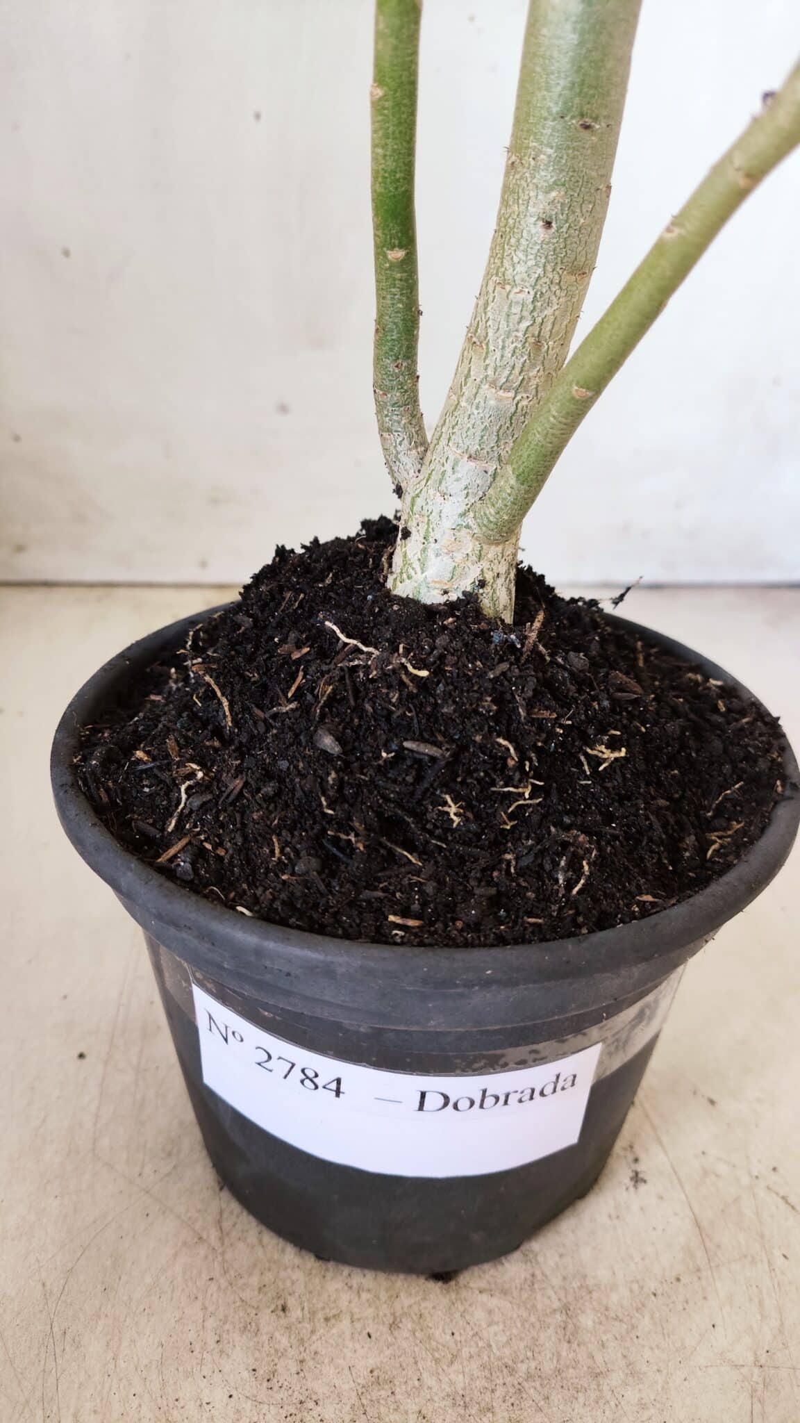Planta Dobrada 2784 – 30cm – 02 anos