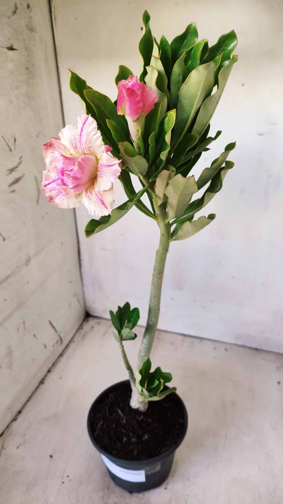 Planta Dobrada 2784 – 30cm – 02 anos