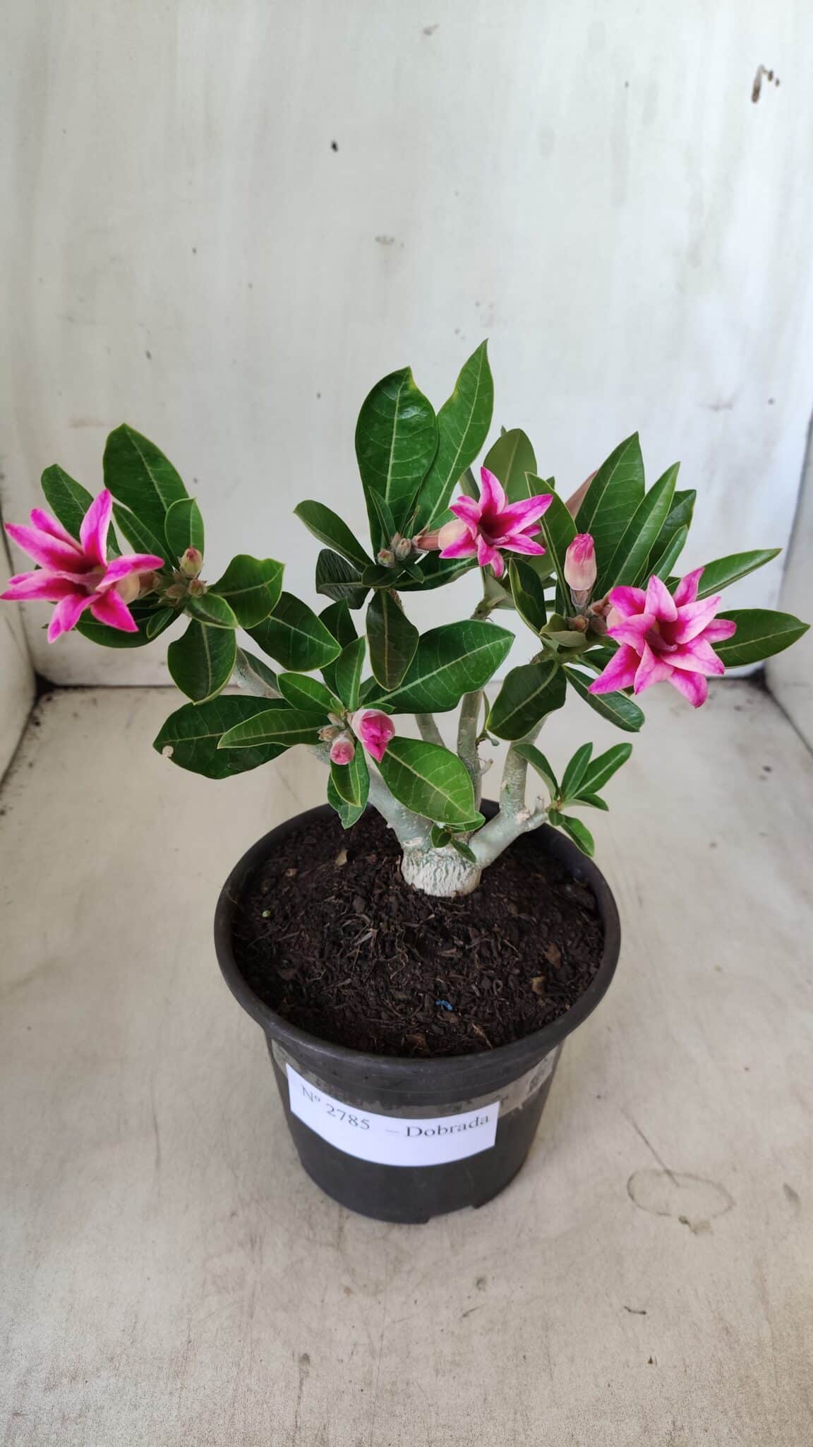 Planta Dobrada 2785 – 25cm – 02 anos (flor pequena)