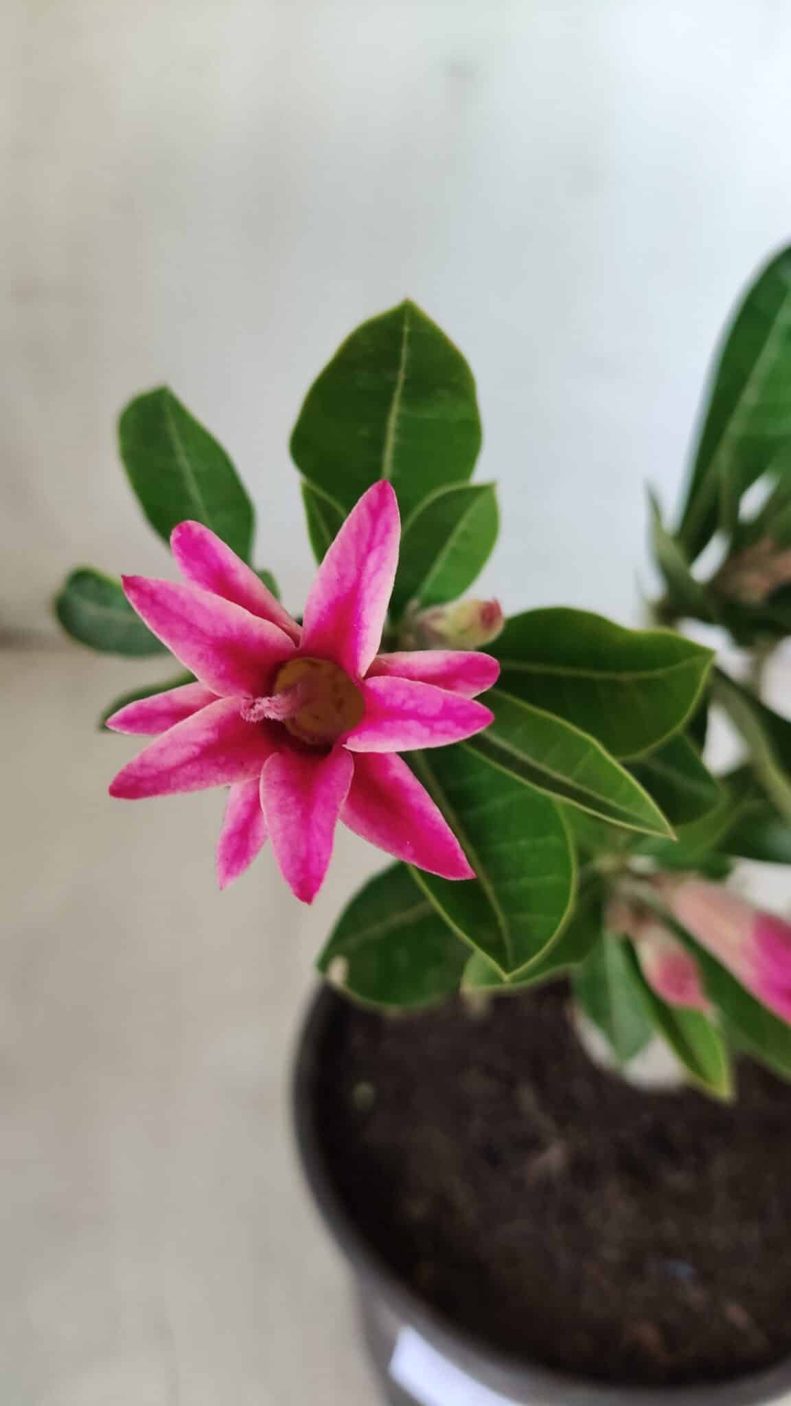 Planta Dobrada 2785 – 25cm – 02 anos (flor pequena)
