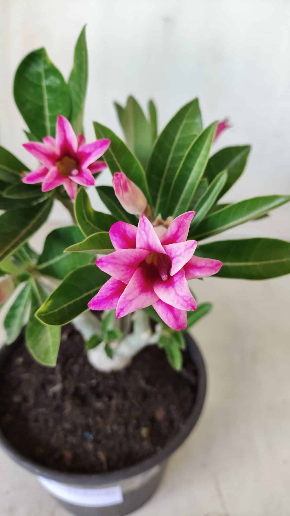 Planta Dobrada 2785 – 25cm – 02 anos (flor pequena)