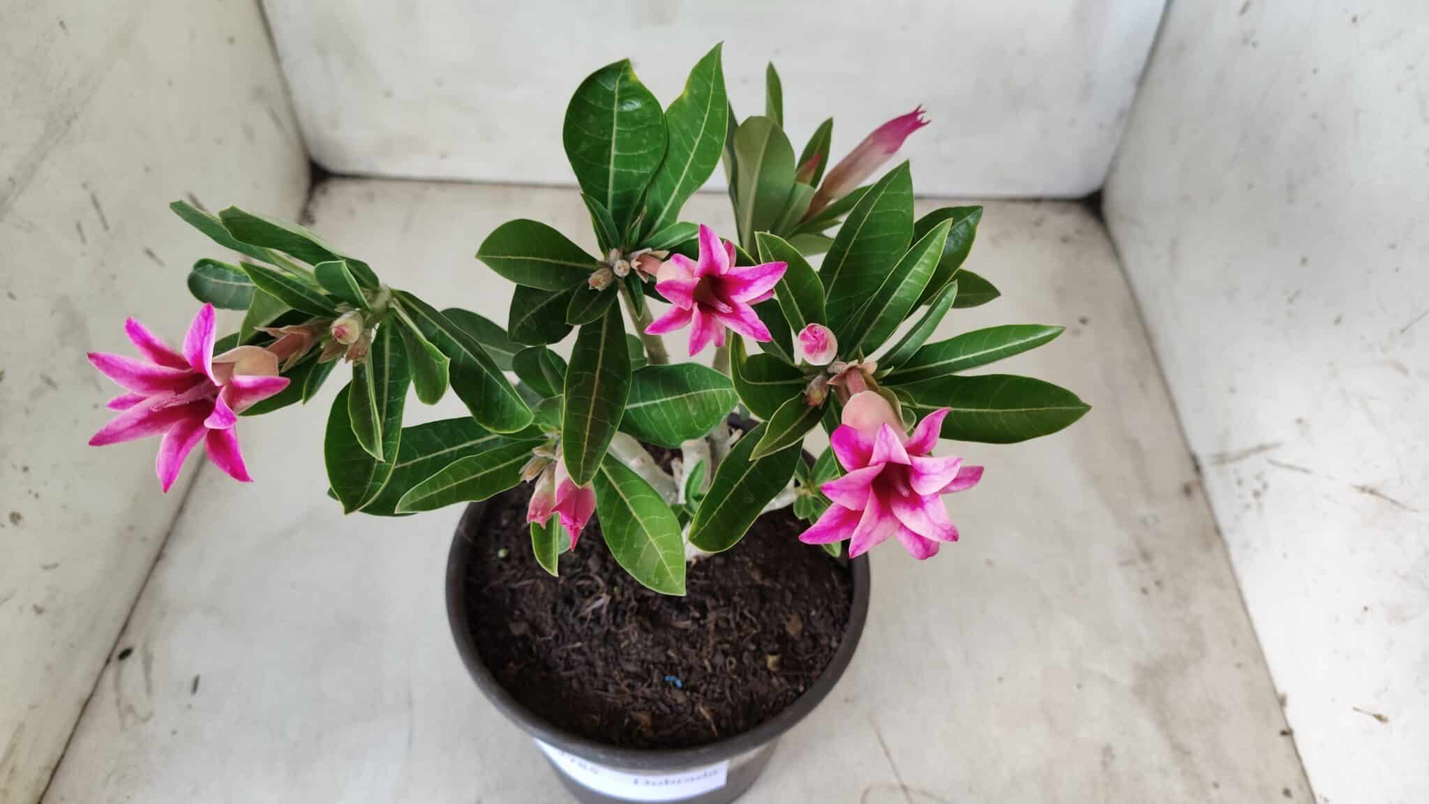 Planta Dobrada 2785 – 25cm – 02 anos (flor pequena)