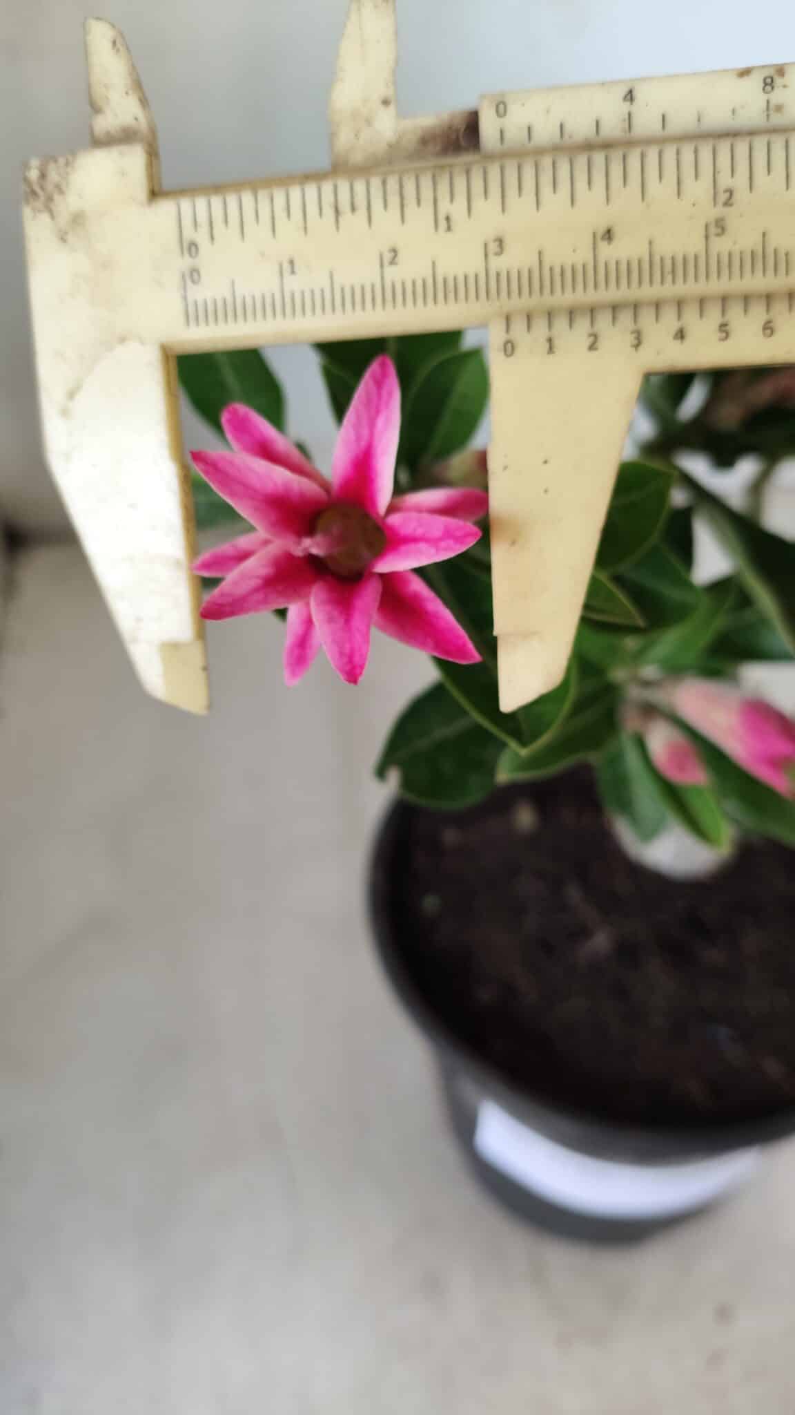 Planta Dobrada 2785 – 25cm – 02 anos (flor pequena)