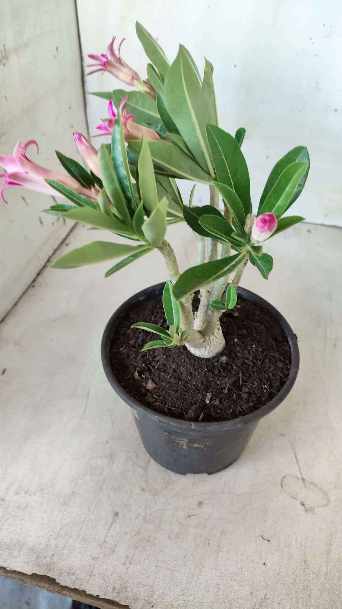 Planta Dobrada 2785 – 25cm – 02 anos (flor pequena)