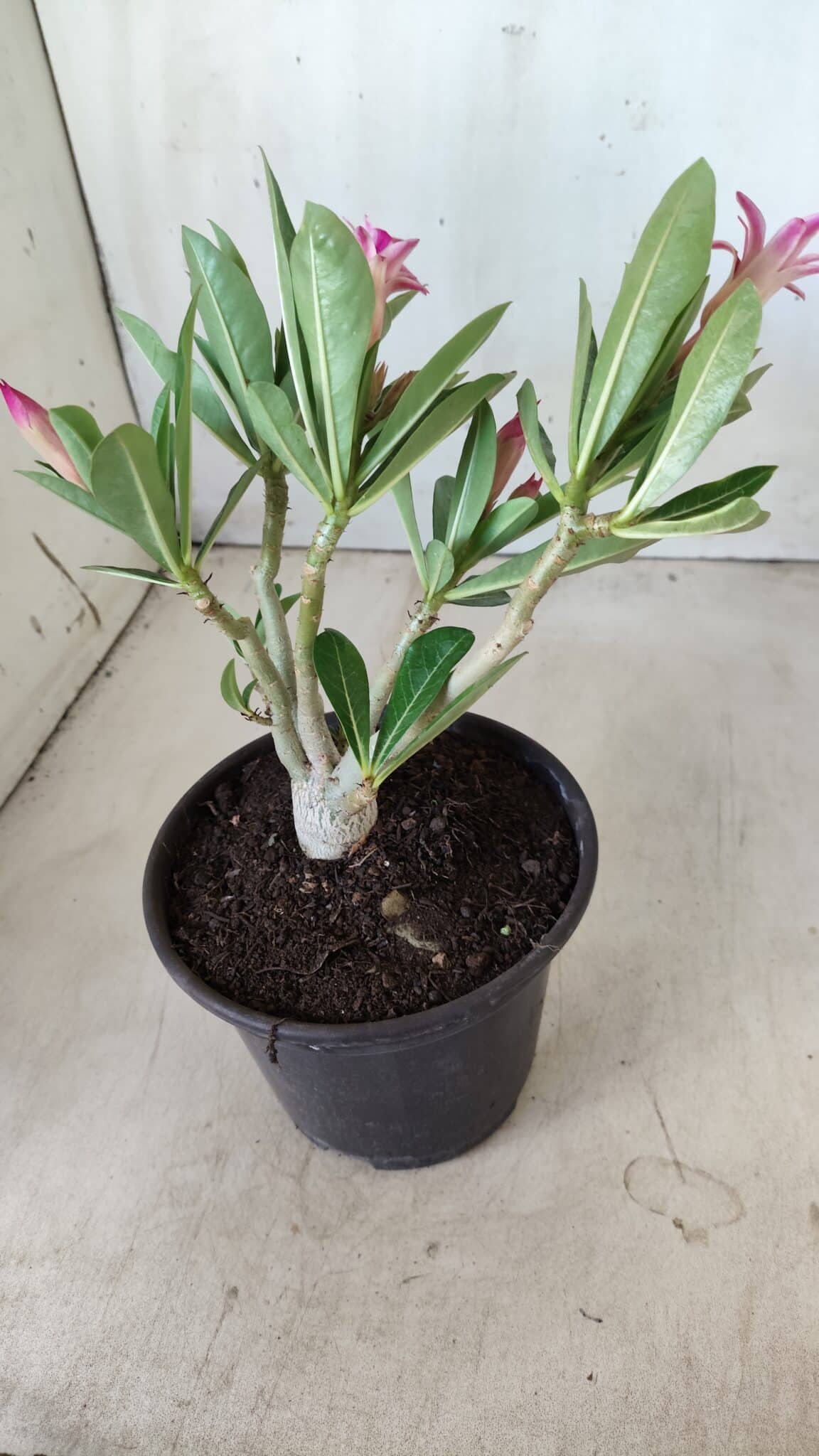 Planta Dobrada 2785 – 25cm – 02 anos (flor pequena)
