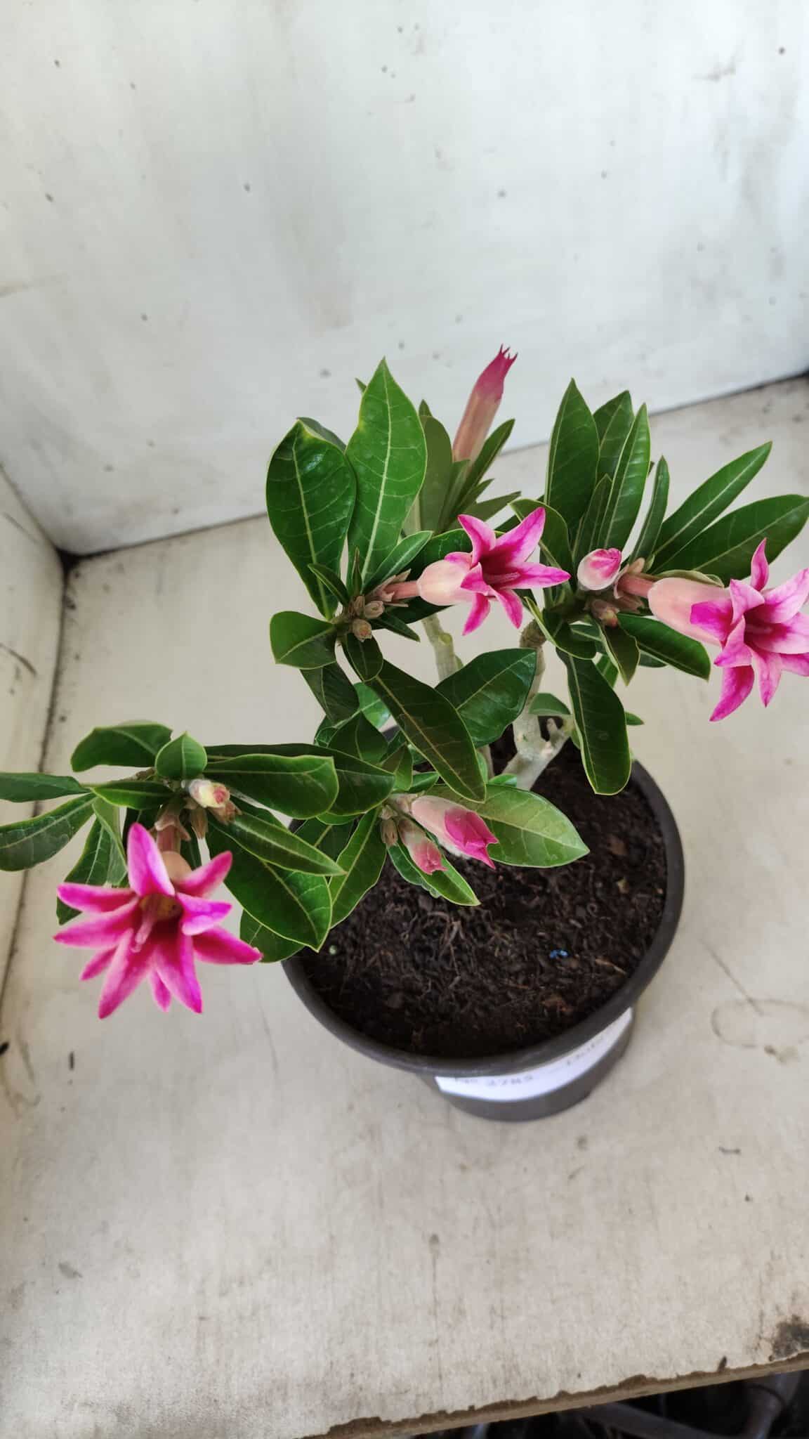 Planta Dobrada 2785 – 25cm – 02 anos (flor pequena)