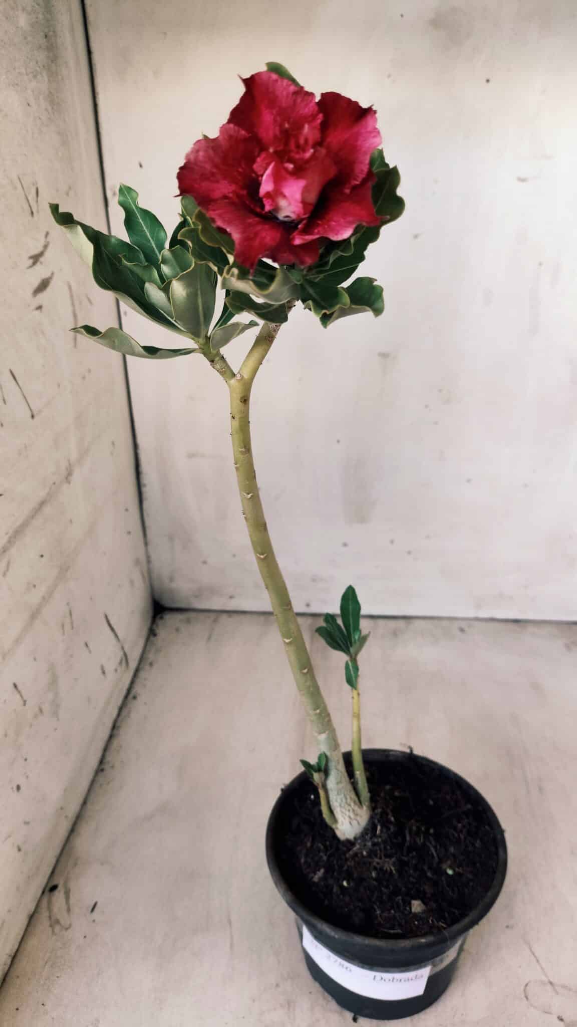 Planta Dobrada 2786 – 30cm – 02 anos
