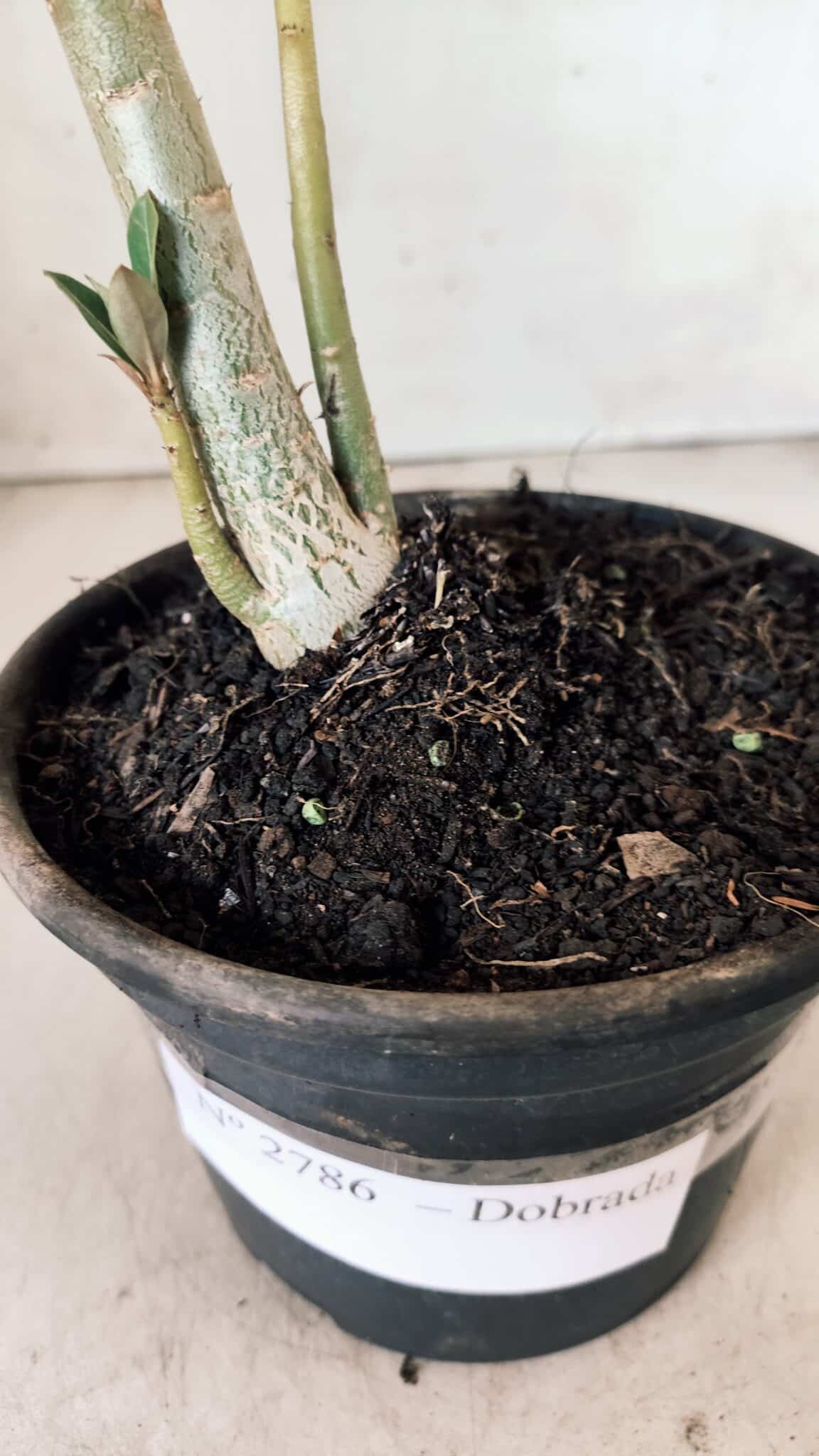 Planta Dobrada 2786 – 30cm – 02 anos