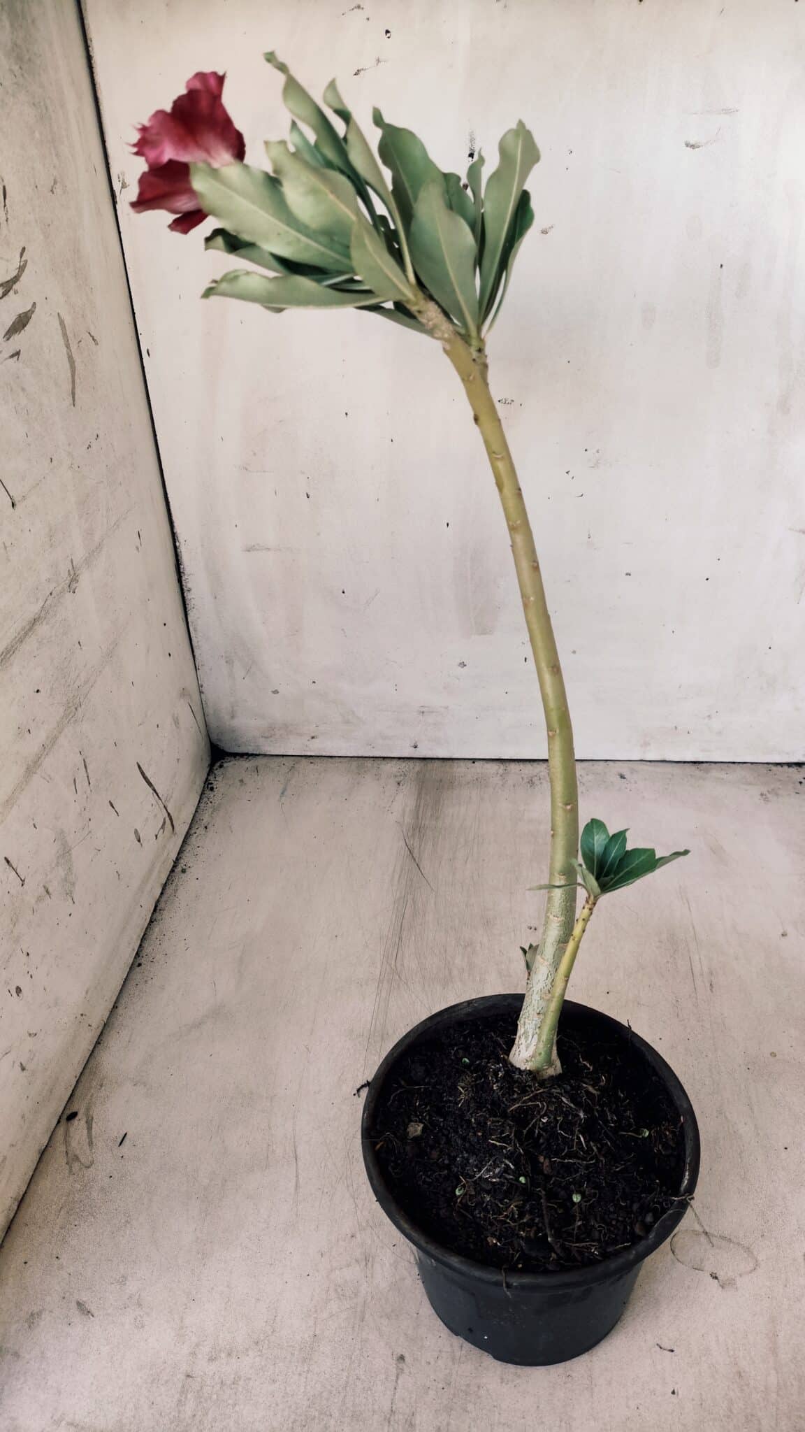 Planta Dobrada 2786 – 30cm – 02 anos