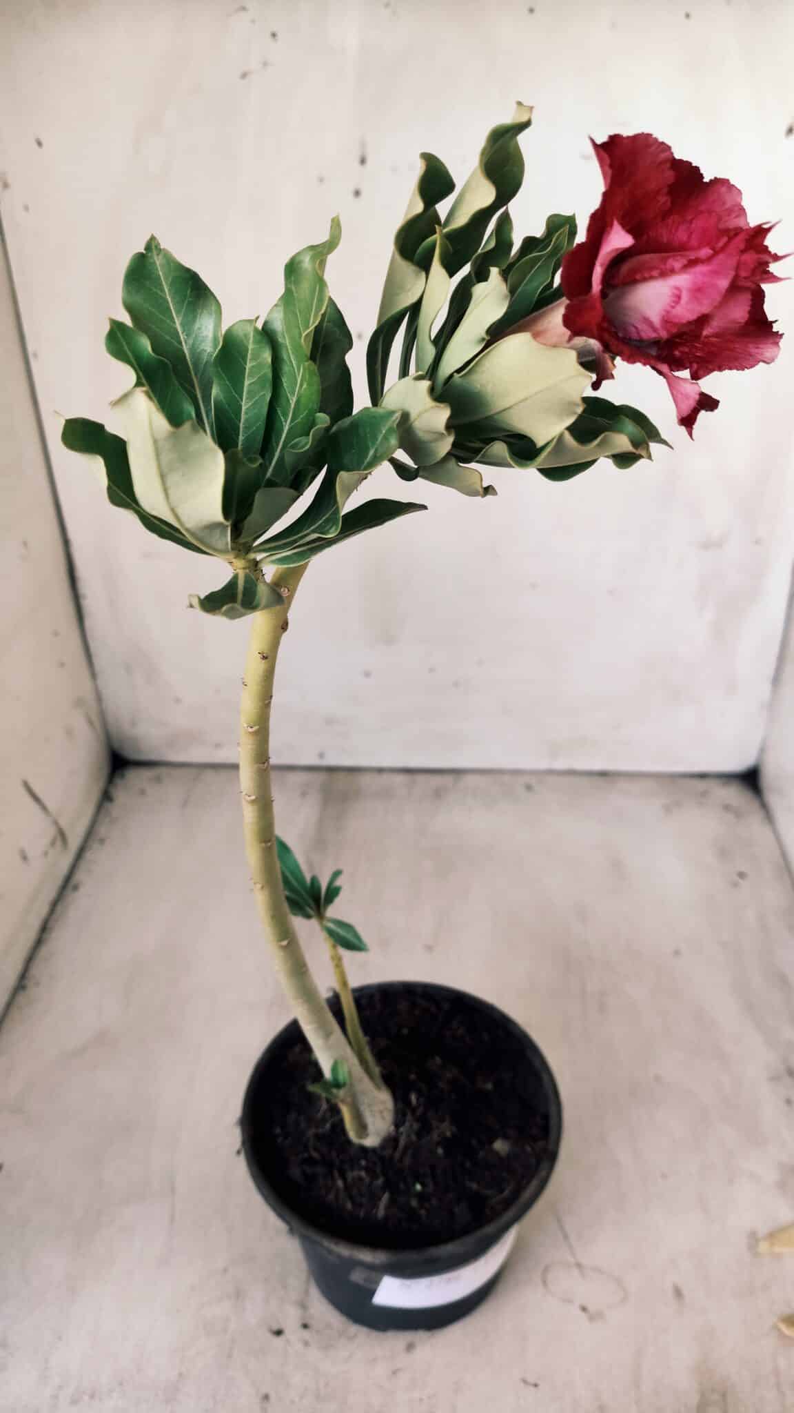 Planta Dobrada 2786 – 30cm – 02 anos