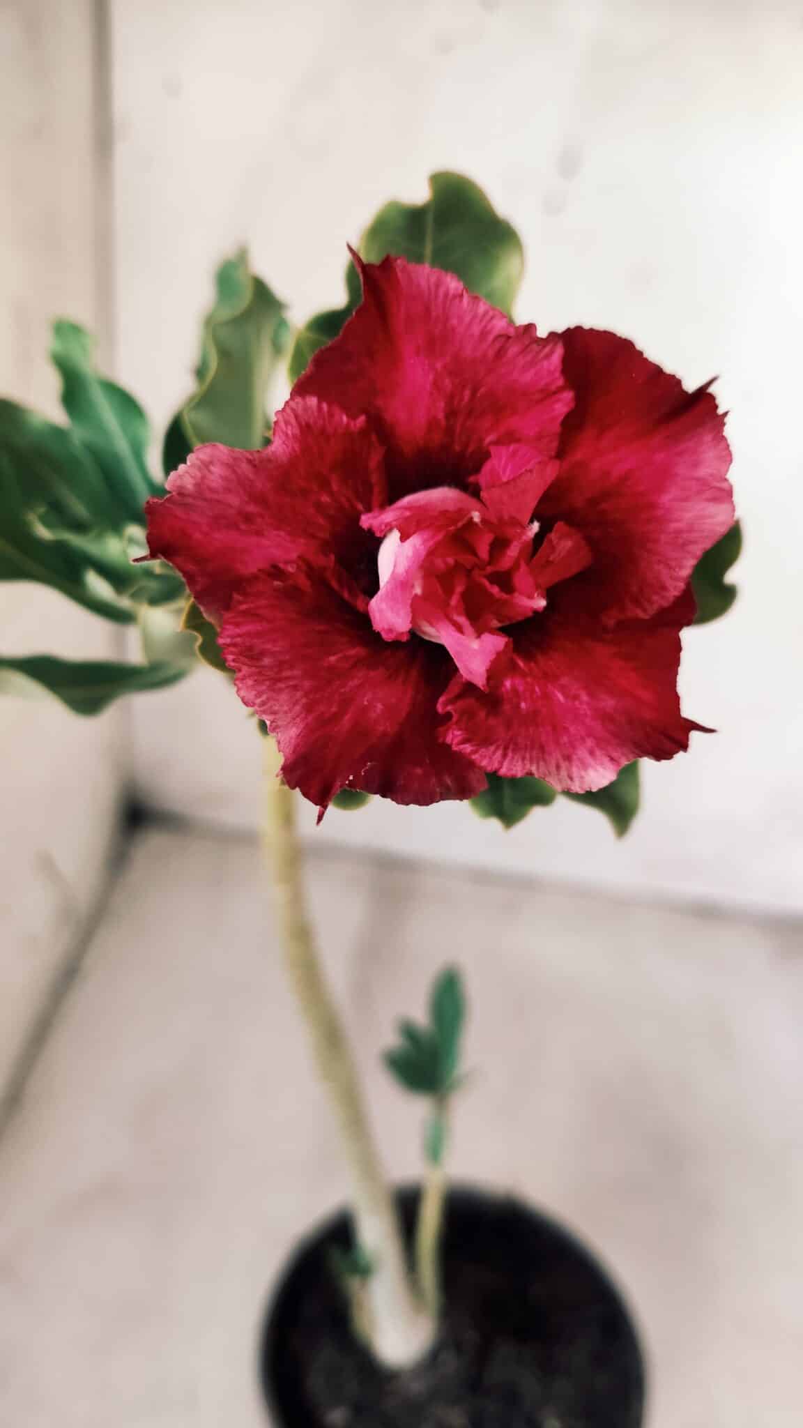 Planta Dobrada 2786 – 30cm – 02 anos
