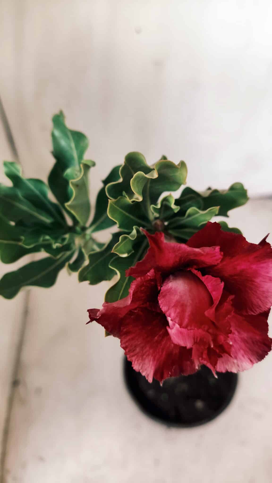 Planta Dobrada 2786 – 30cm – 02 anos