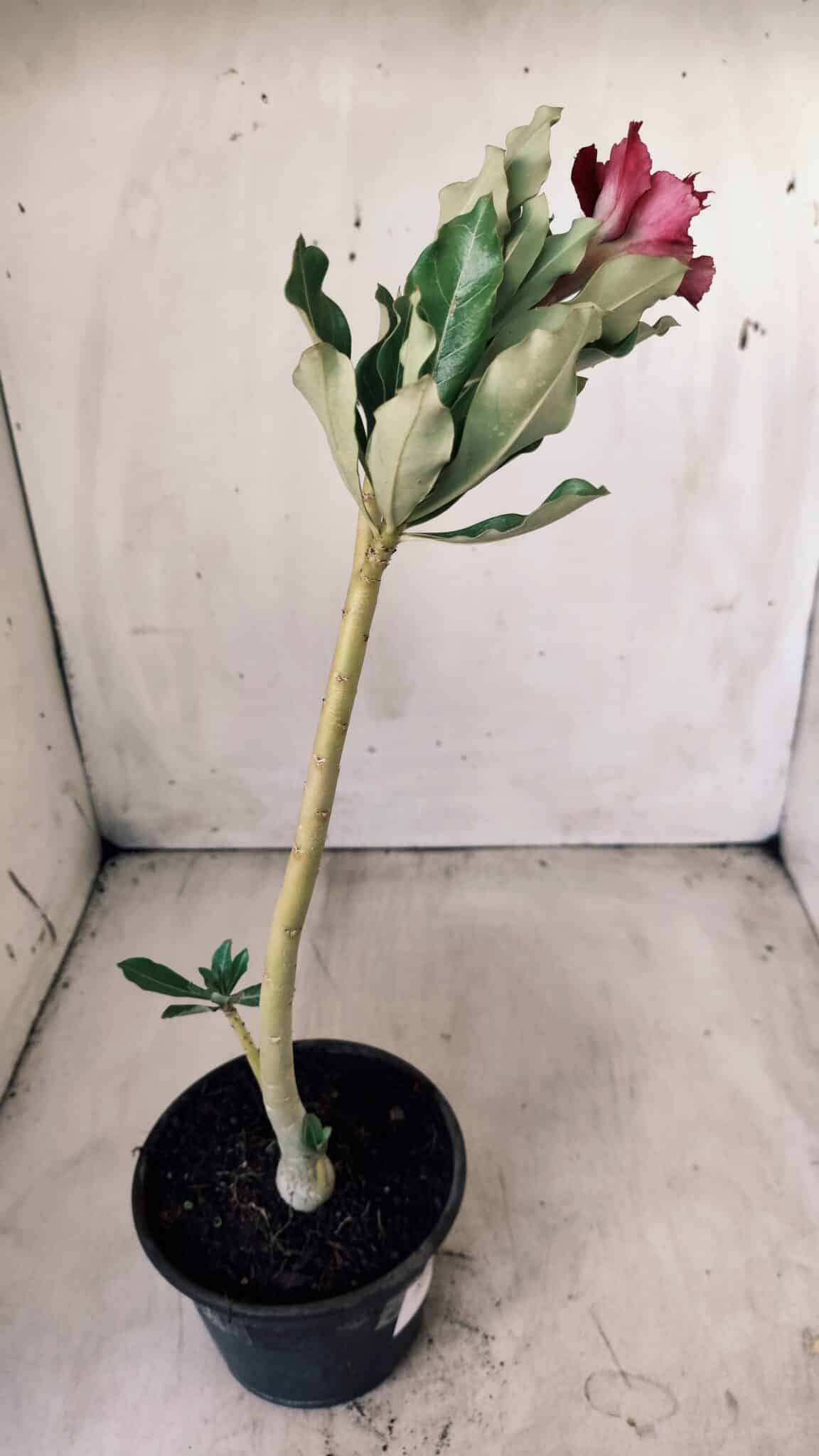 Planta Dobrada 2786 – 30cm – 02 anos