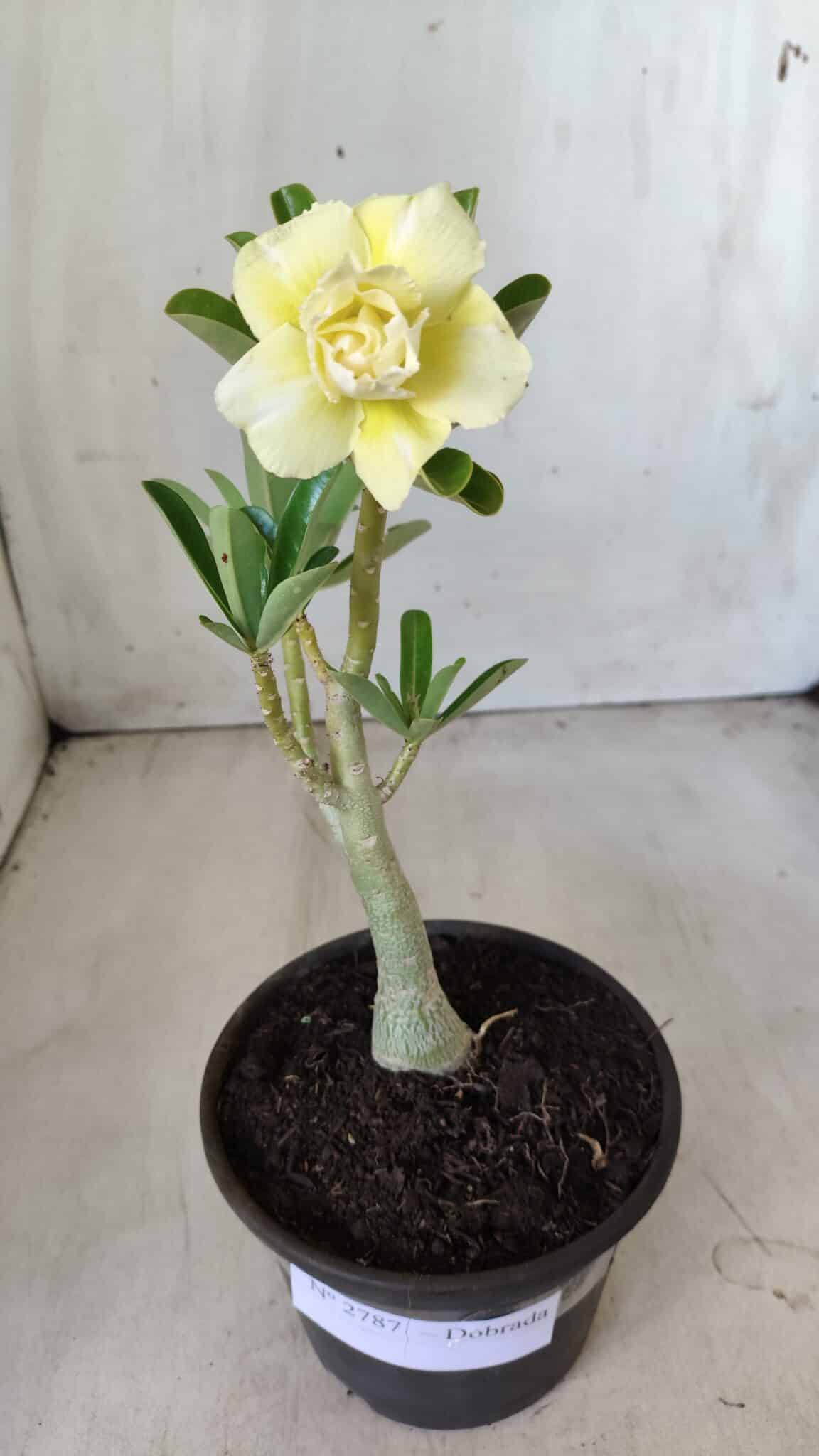 Planta Dobrada 2787 – 25cm – 02 anos