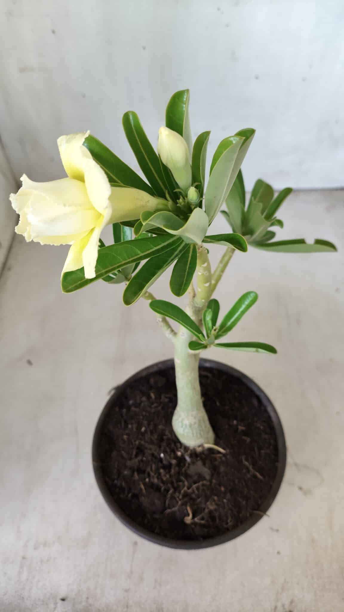 Planta Dobrada 2787 – 25cm – 02 anos