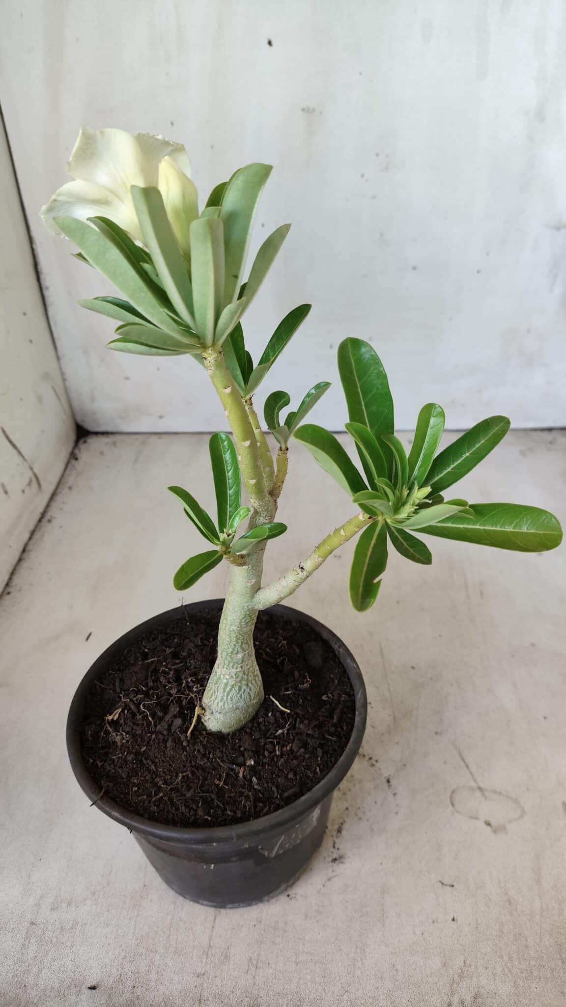Planta Dobrada 2787 – 25cm – 02 anos