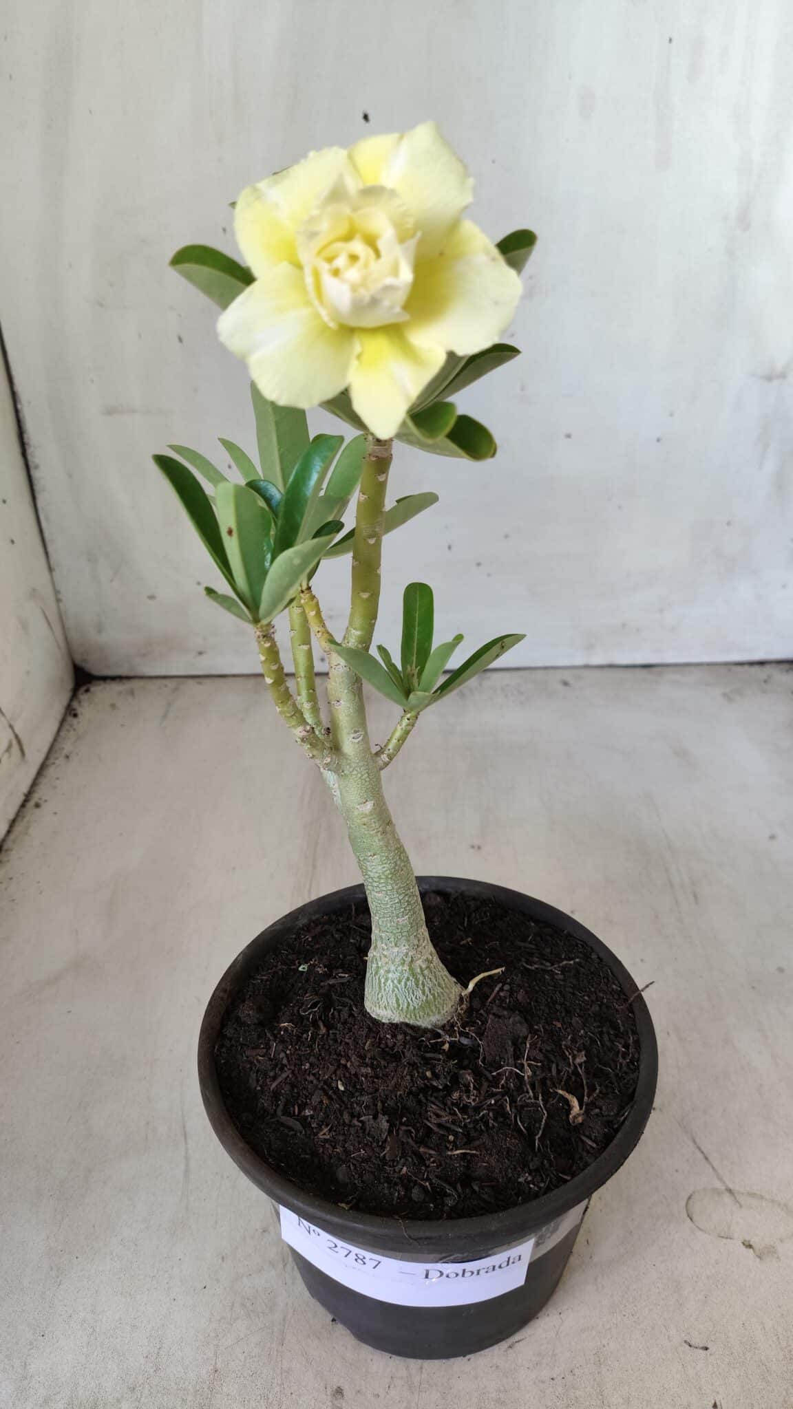 Planta Dobrada 2787 – 25cm – 02 anos