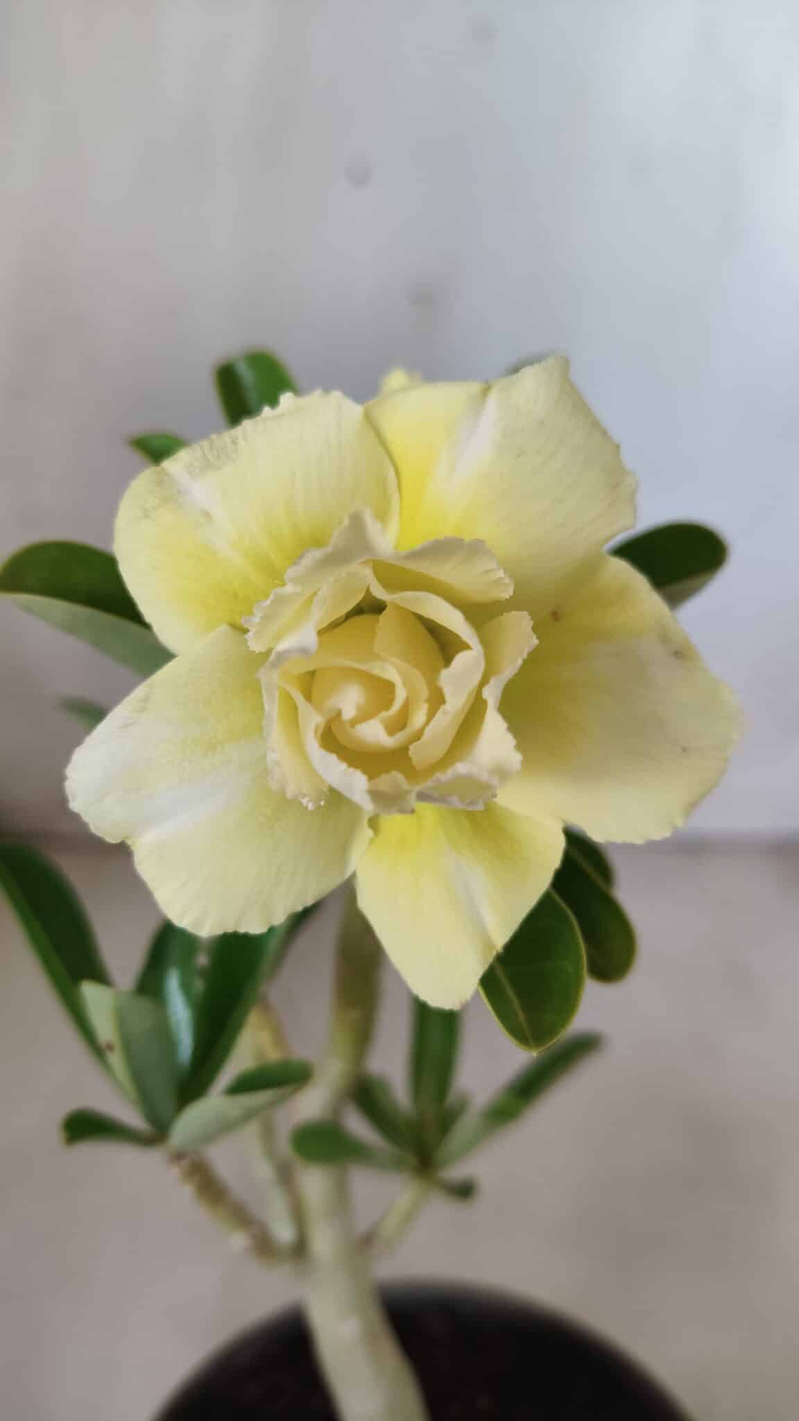 Planta Dobrada 2787 – 25cm – 02 anos