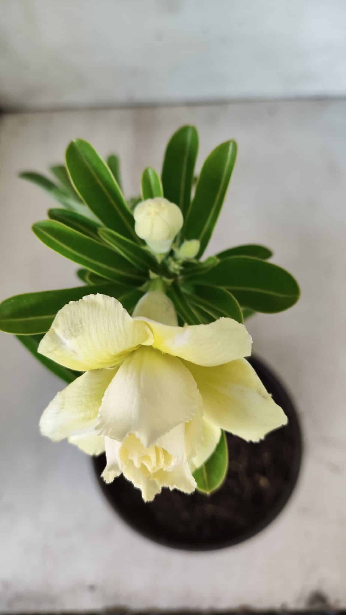 Planta Dobrada 2787 – 25cm – 02 anos