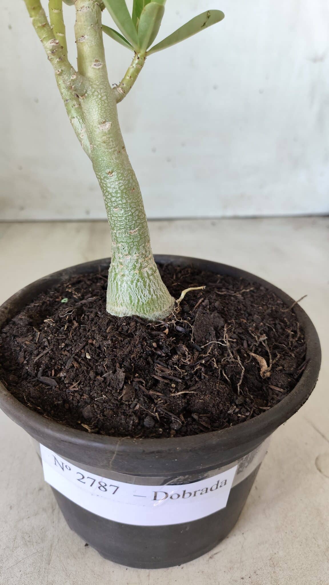 Planta Dobrada 2787 – 25cm – 02 anos