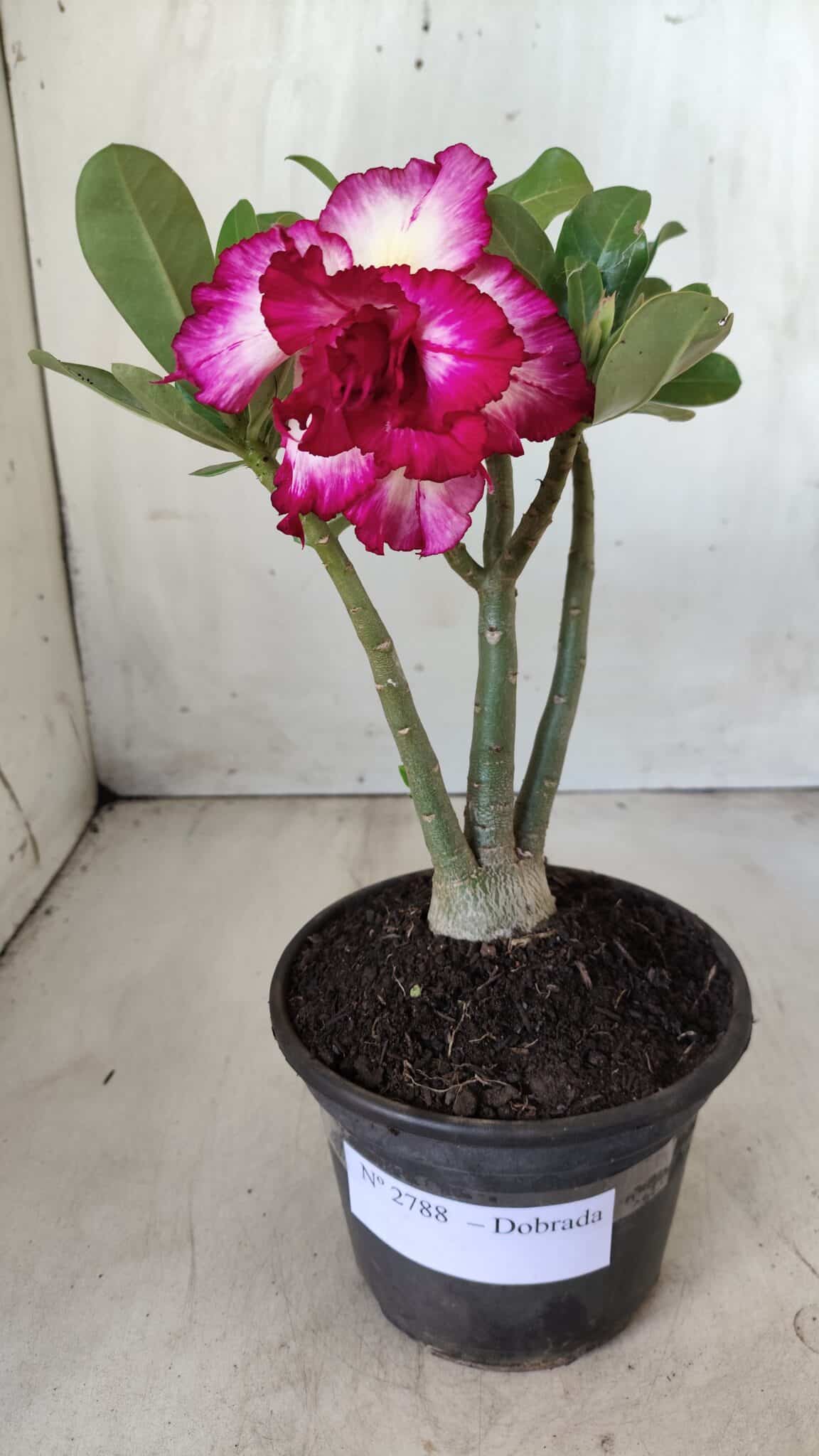 Planta Dobrada 2788 – 25cm – 02 anos