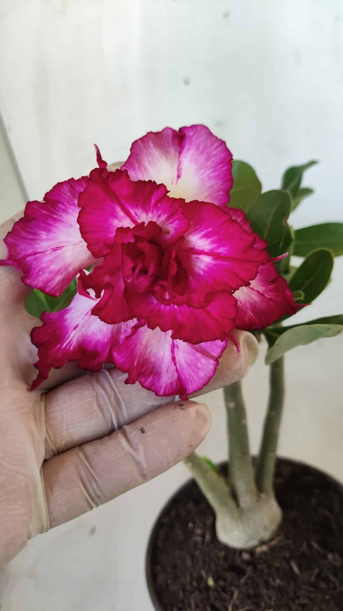 Planta Dobrada 2788 – 25cm – 02 anos