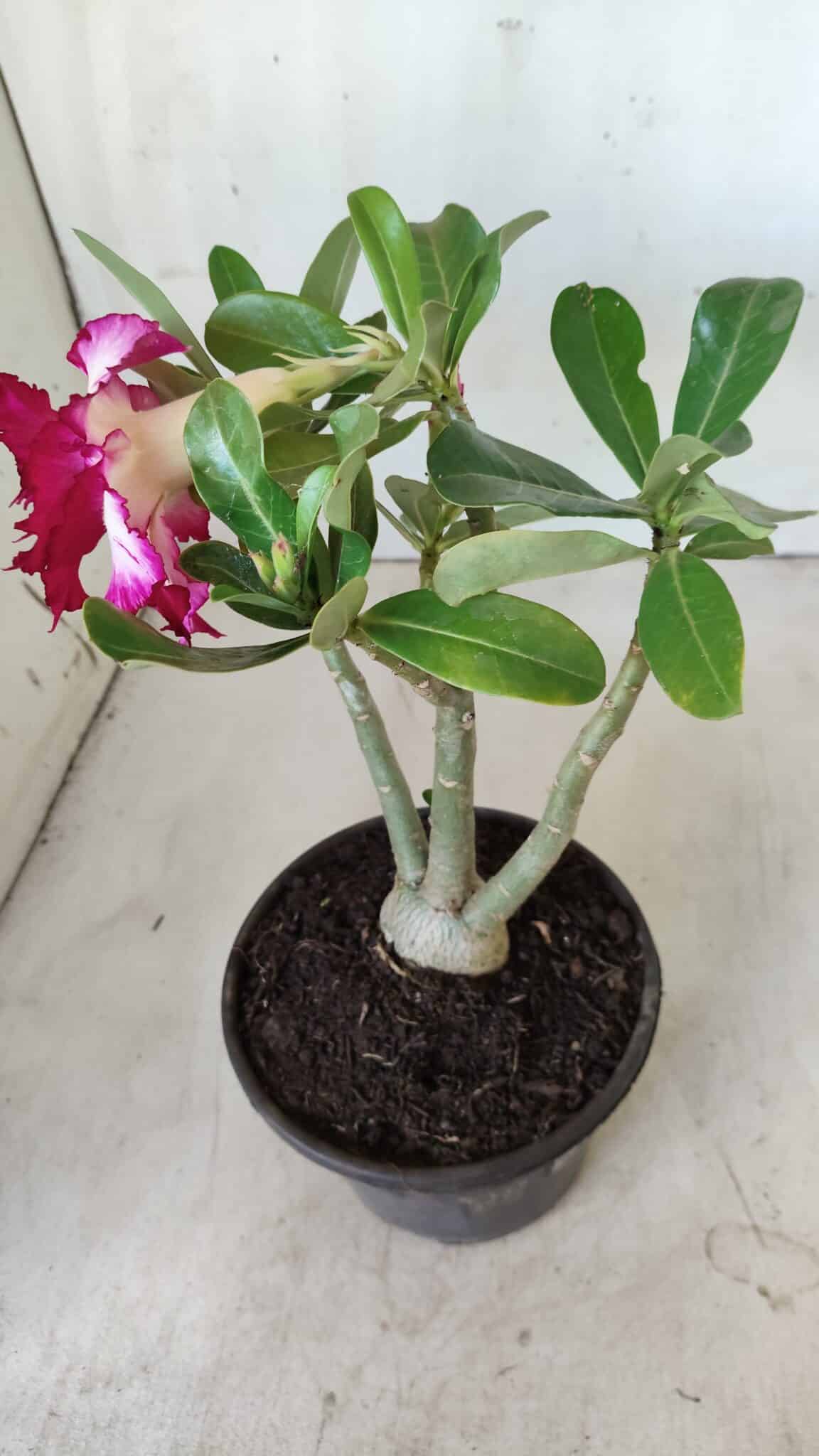 Planta Dobrada 2788 – 25cm – 02 anos