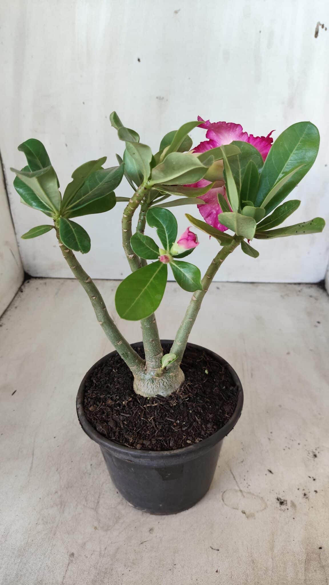 Planta Dobrada 2788 – 25cm – 02 anos