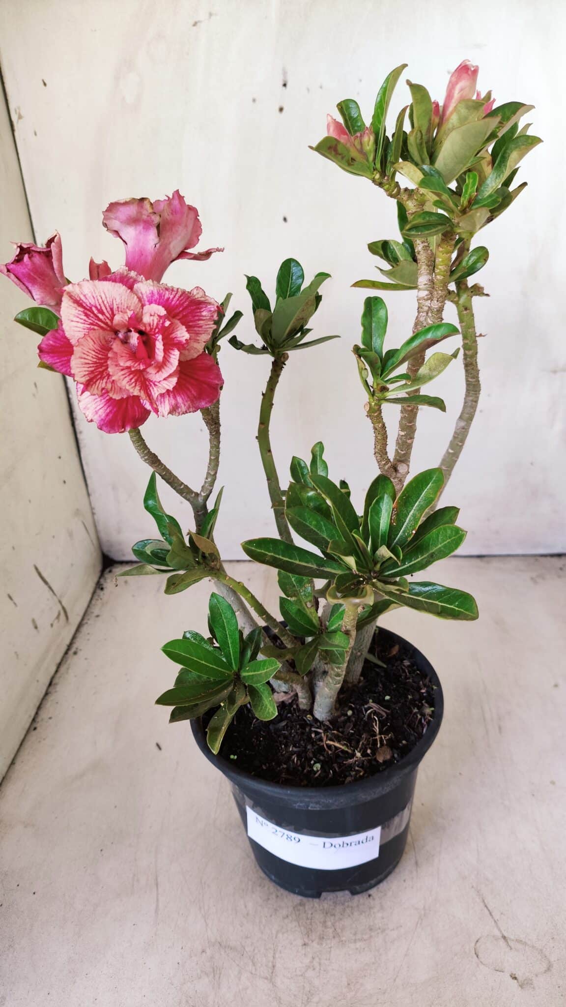 Planta Dobrada 2789 – 30cm – 02 anos