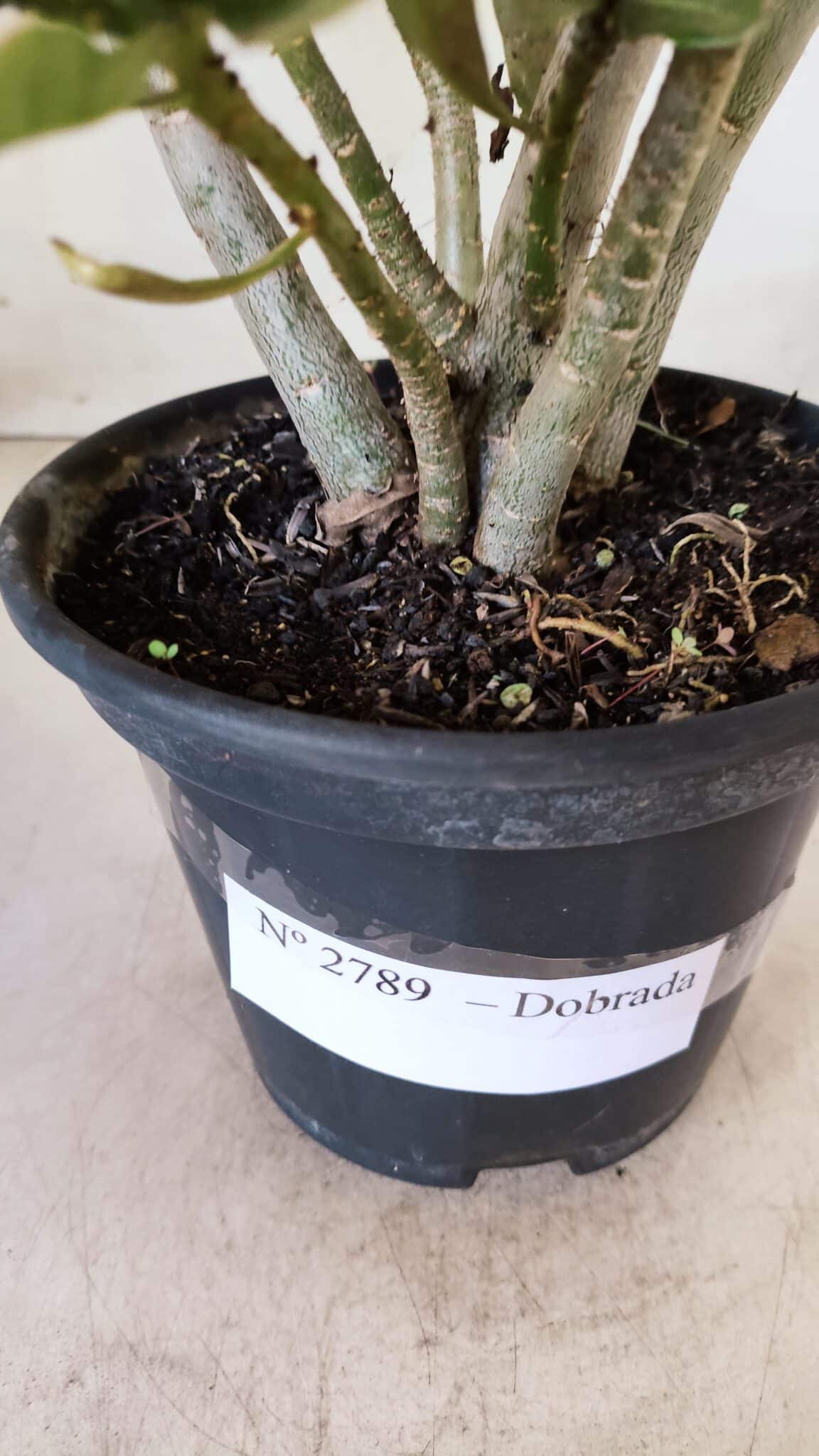 Planta Dobrada 2789 – 30cm – 02 anos