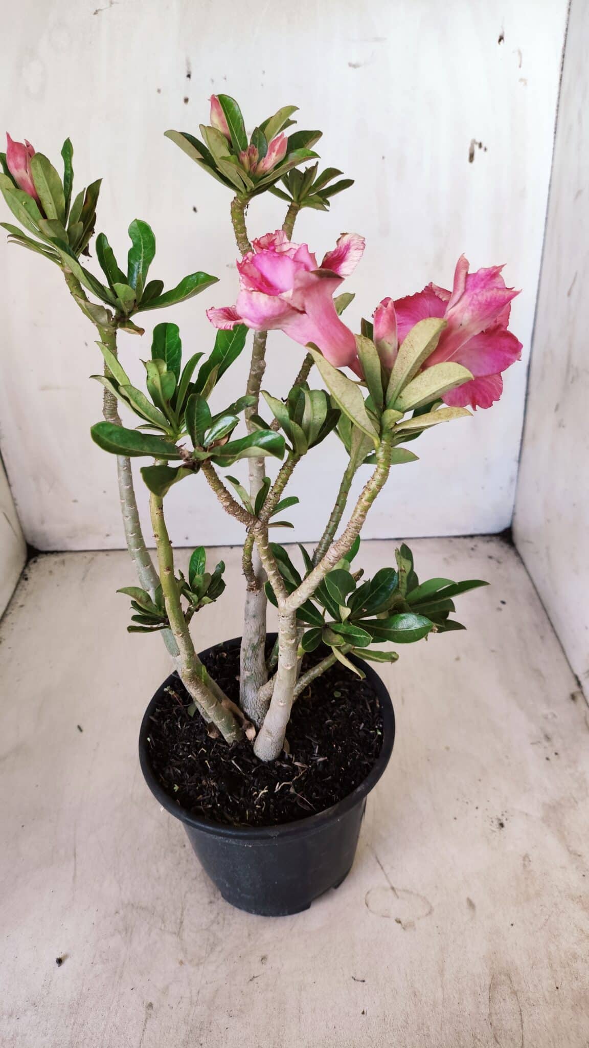 Planta Dobrada 2789 – 30cm – 02 anos